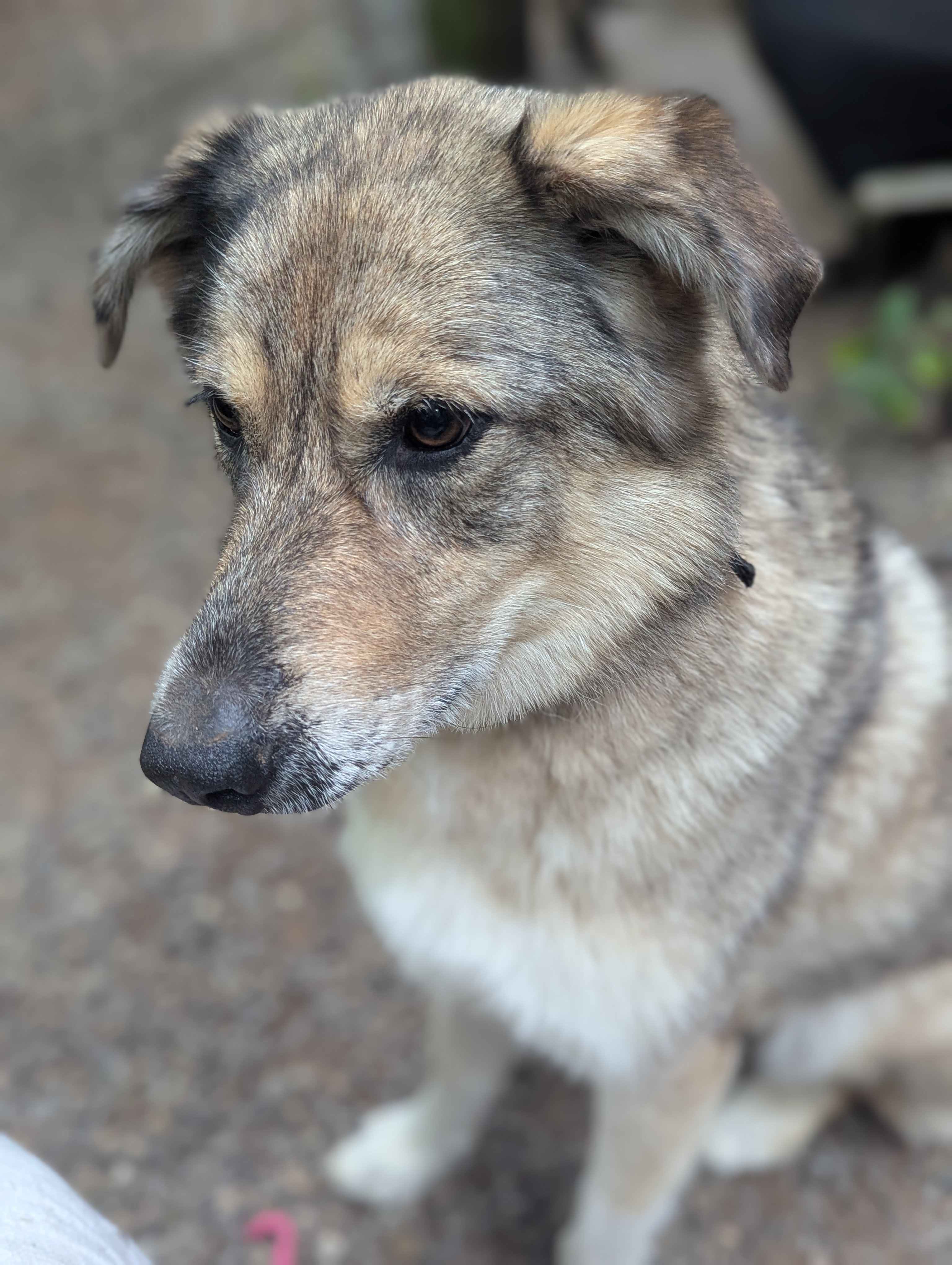 Honey, one of the resident pups