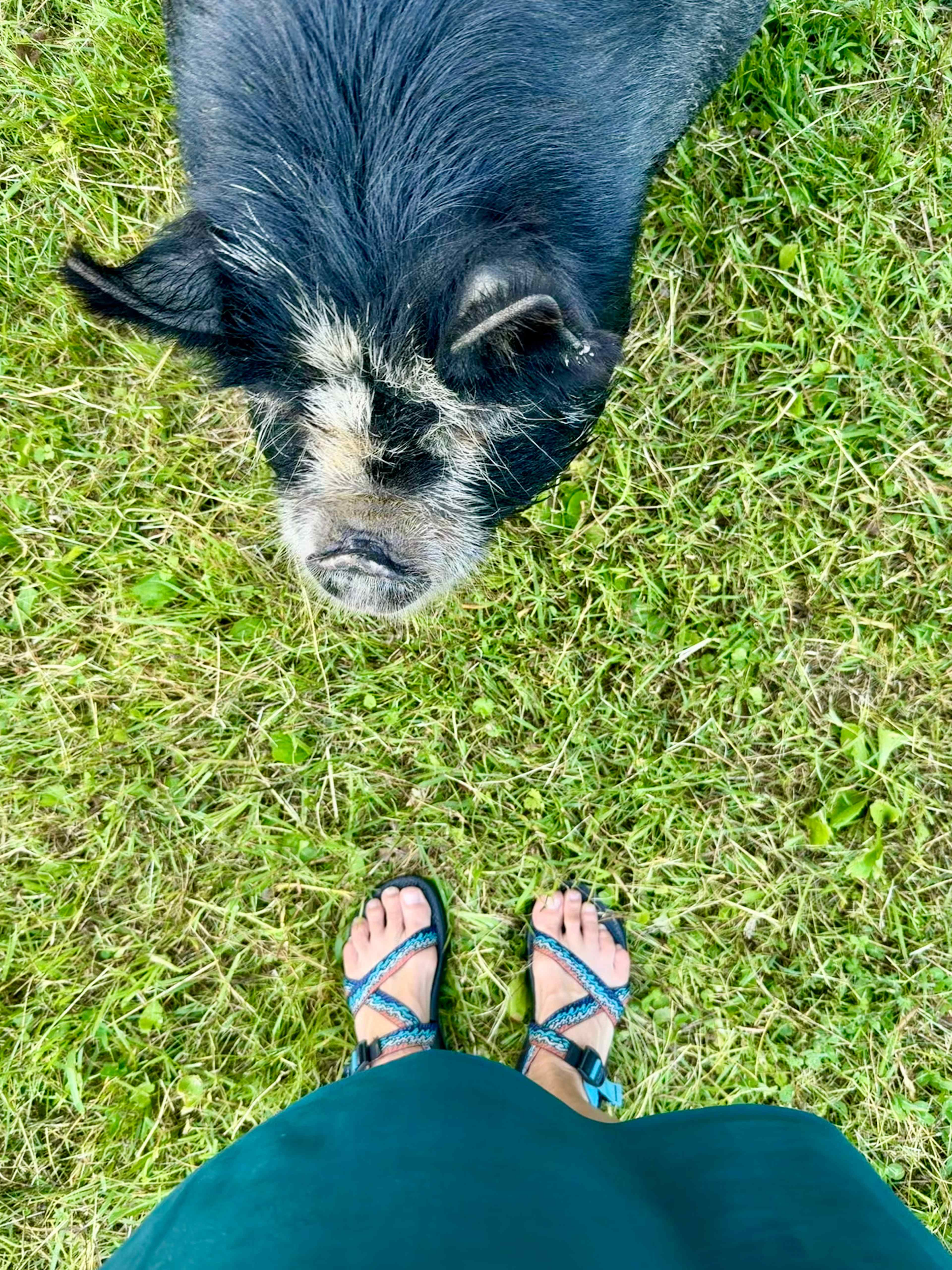 Wild Goats Farm LLC