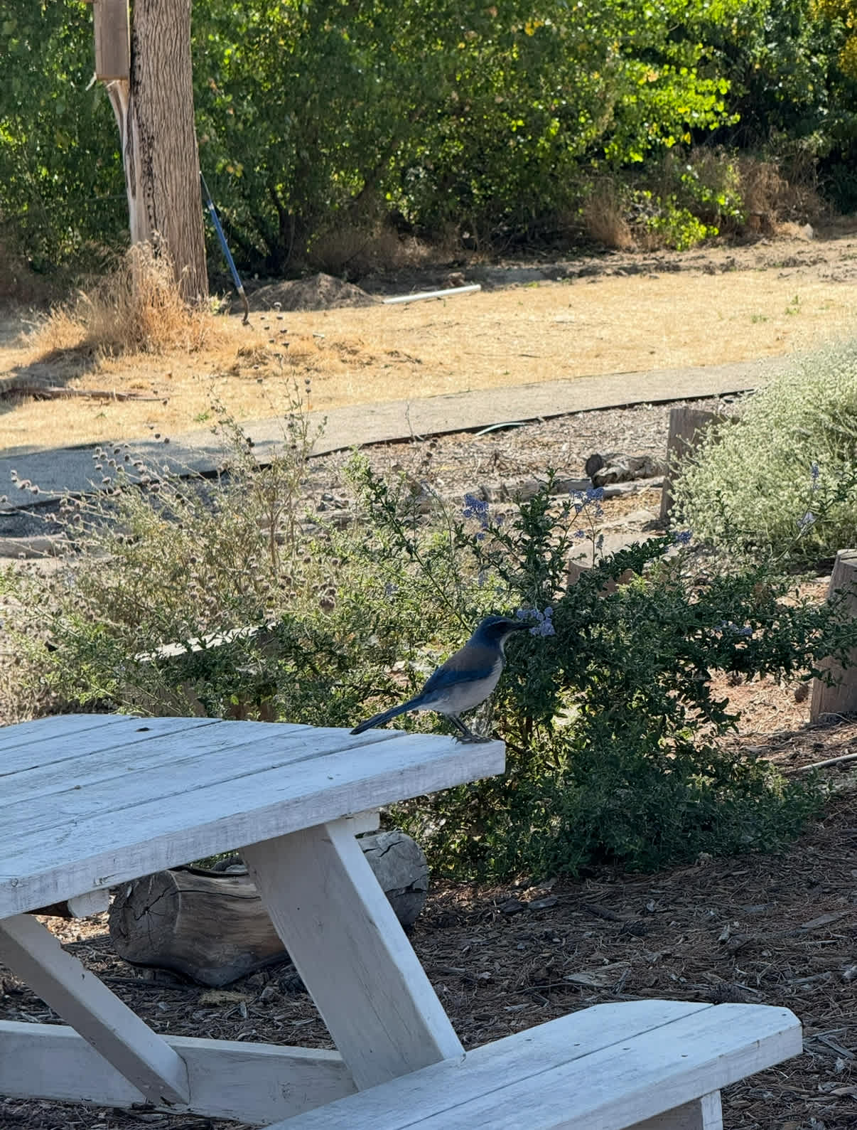Okihi- Reimagining The Kern River