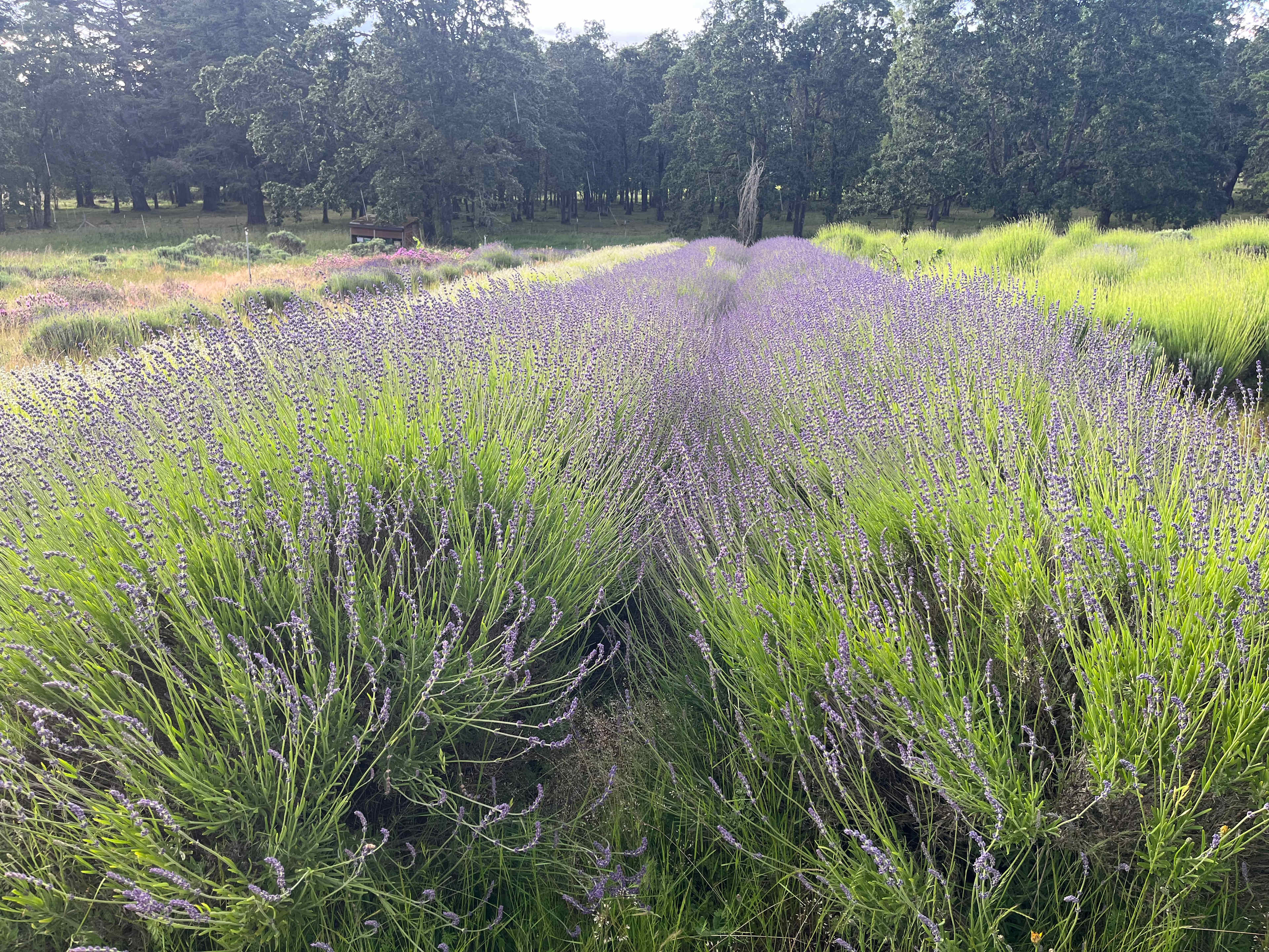 Buena Vista Lavender Farm