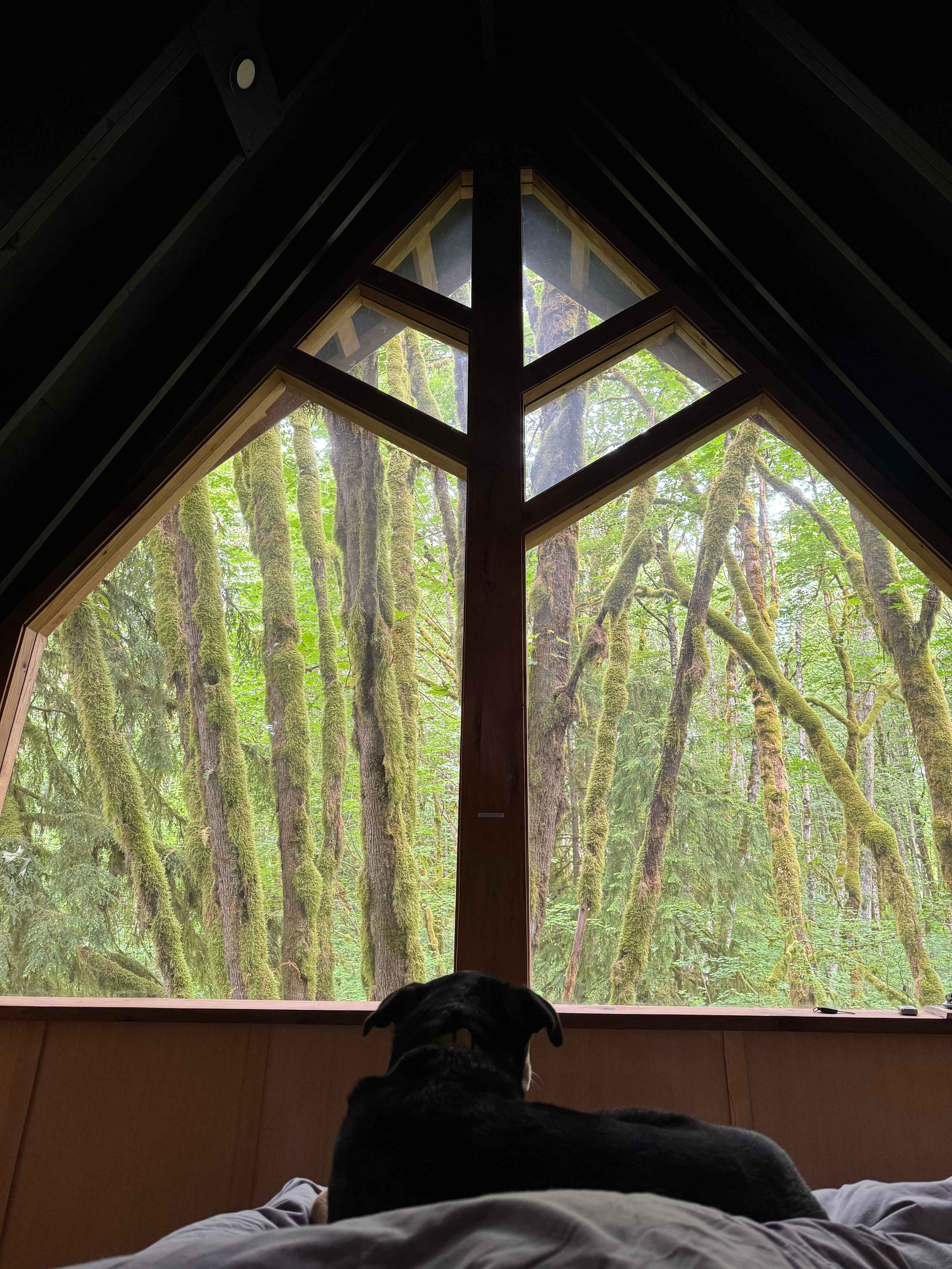 Tree house view in morning