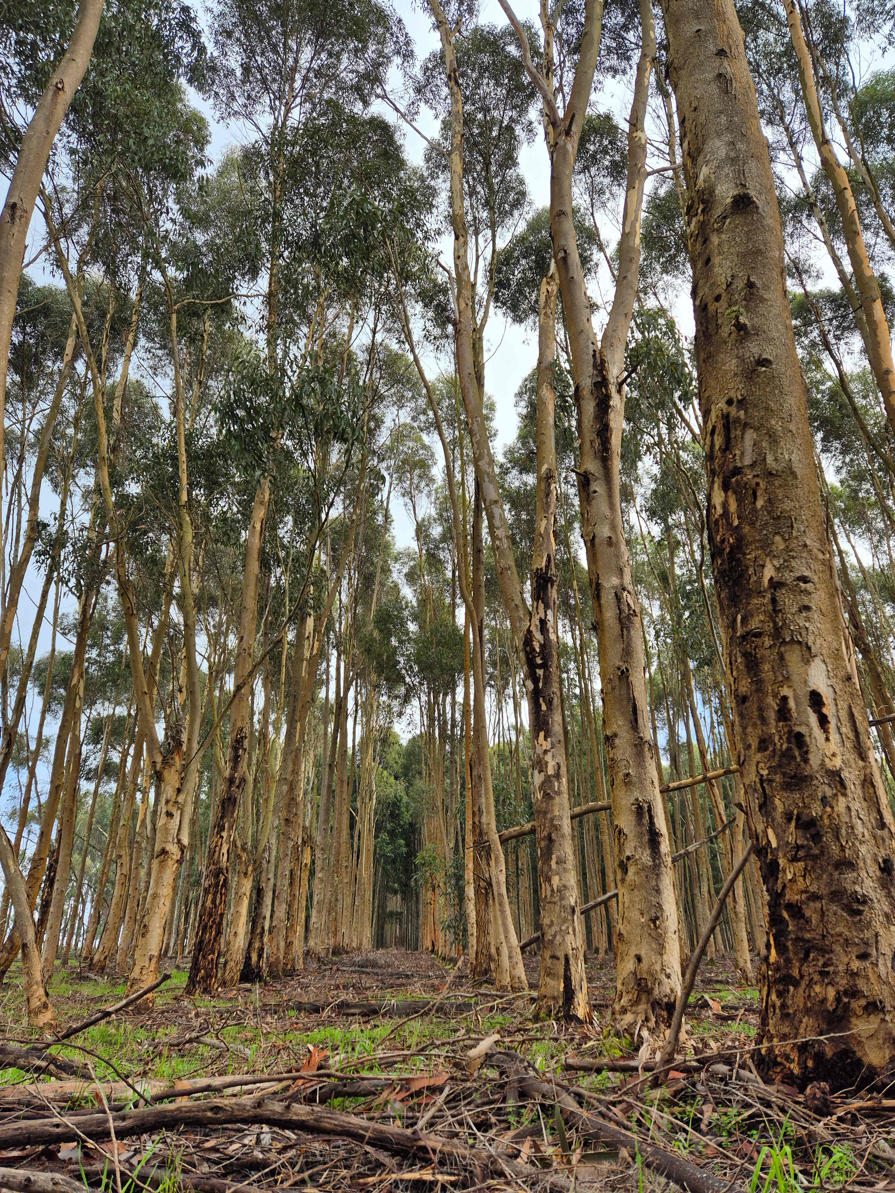 Olive Farm