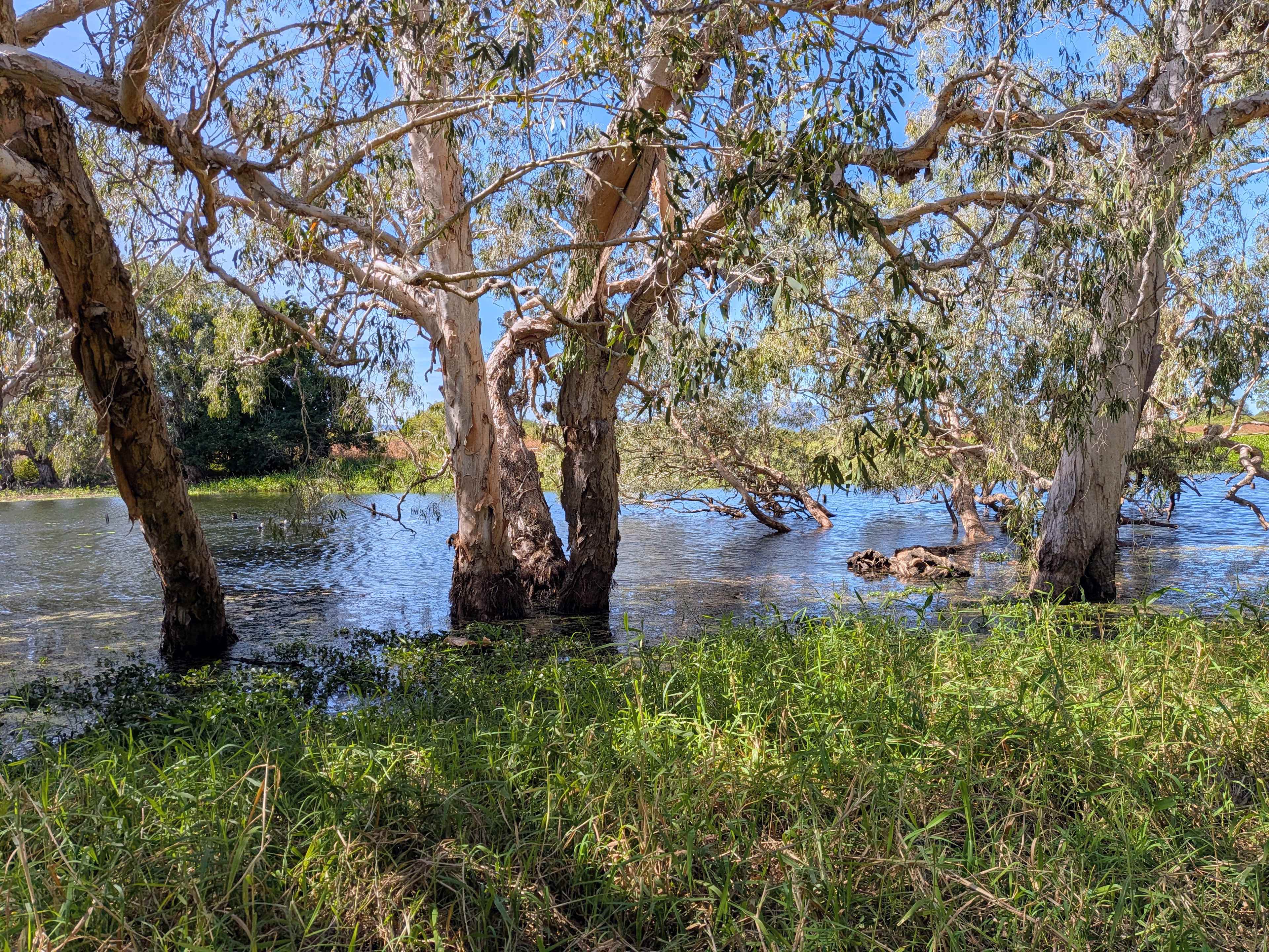 Melaleuca Lagoon