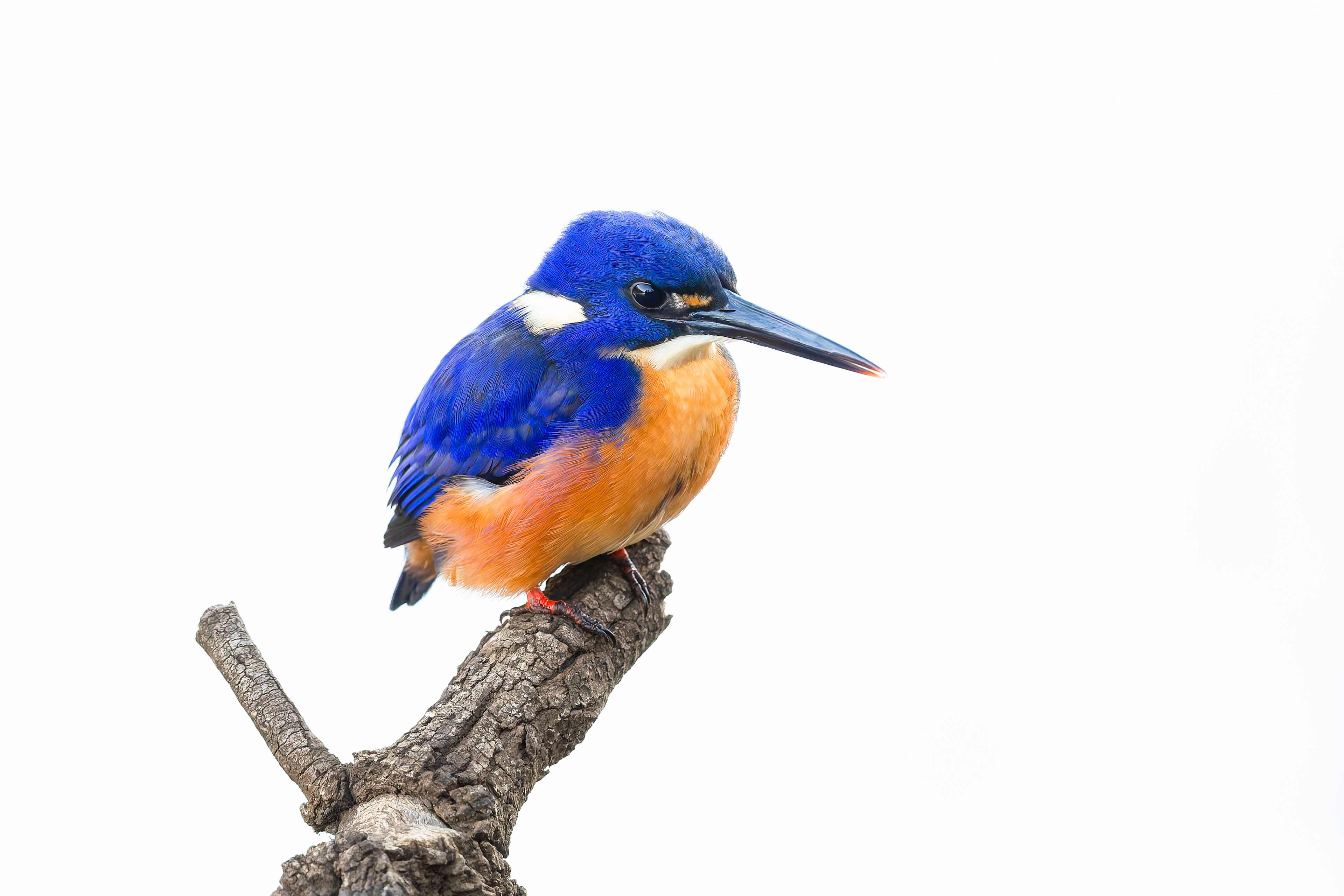 Azure Kingfisher 