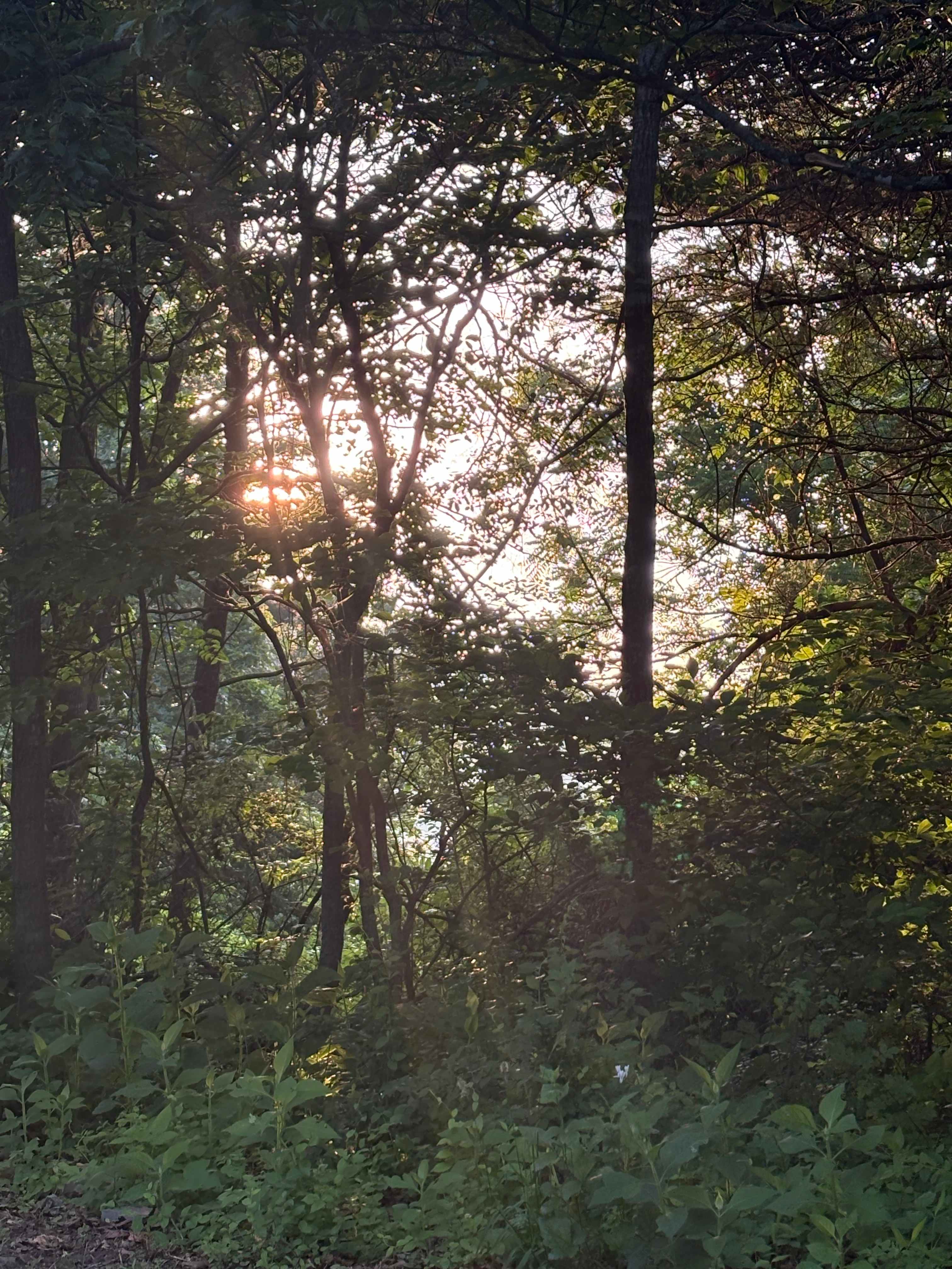 Morning sun rising 