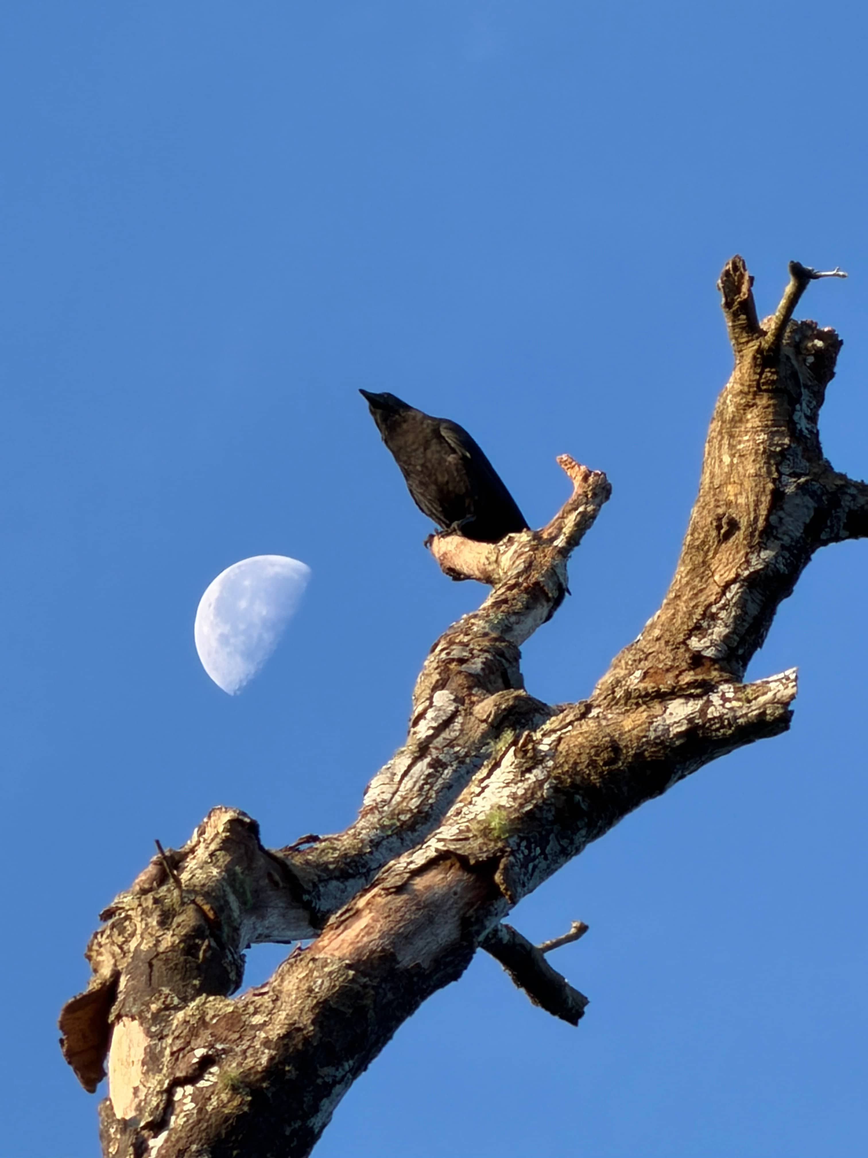 Surprising nature captured with the moon! 