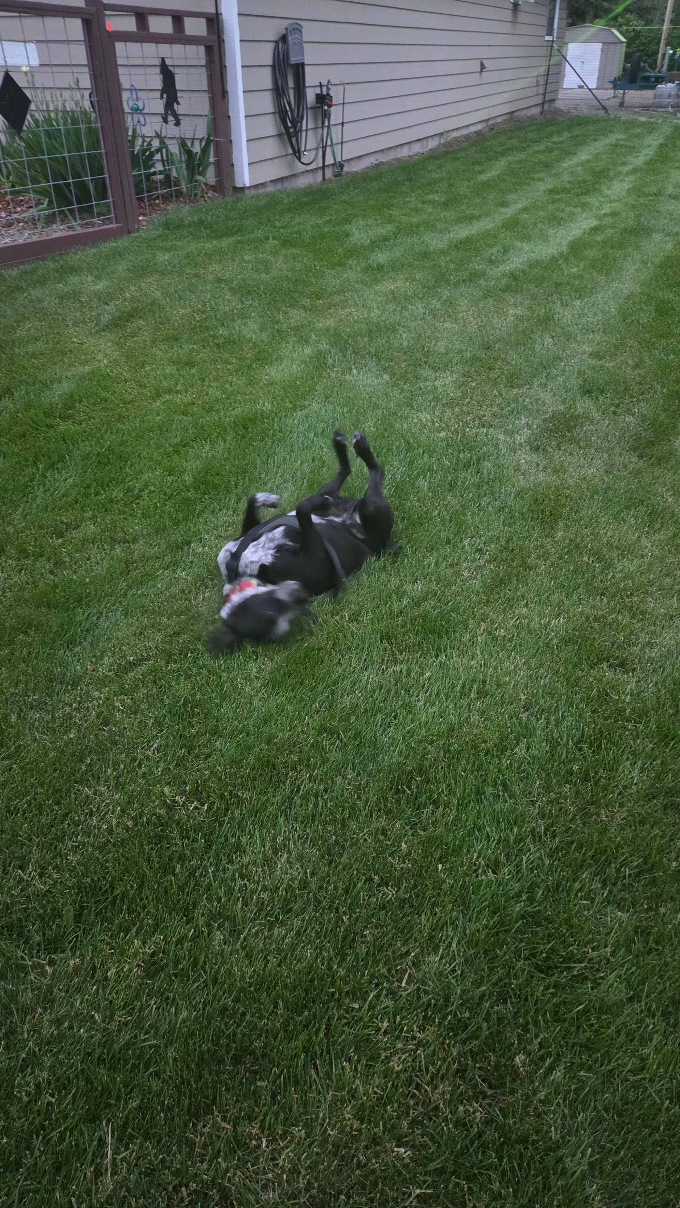 Dog approved.