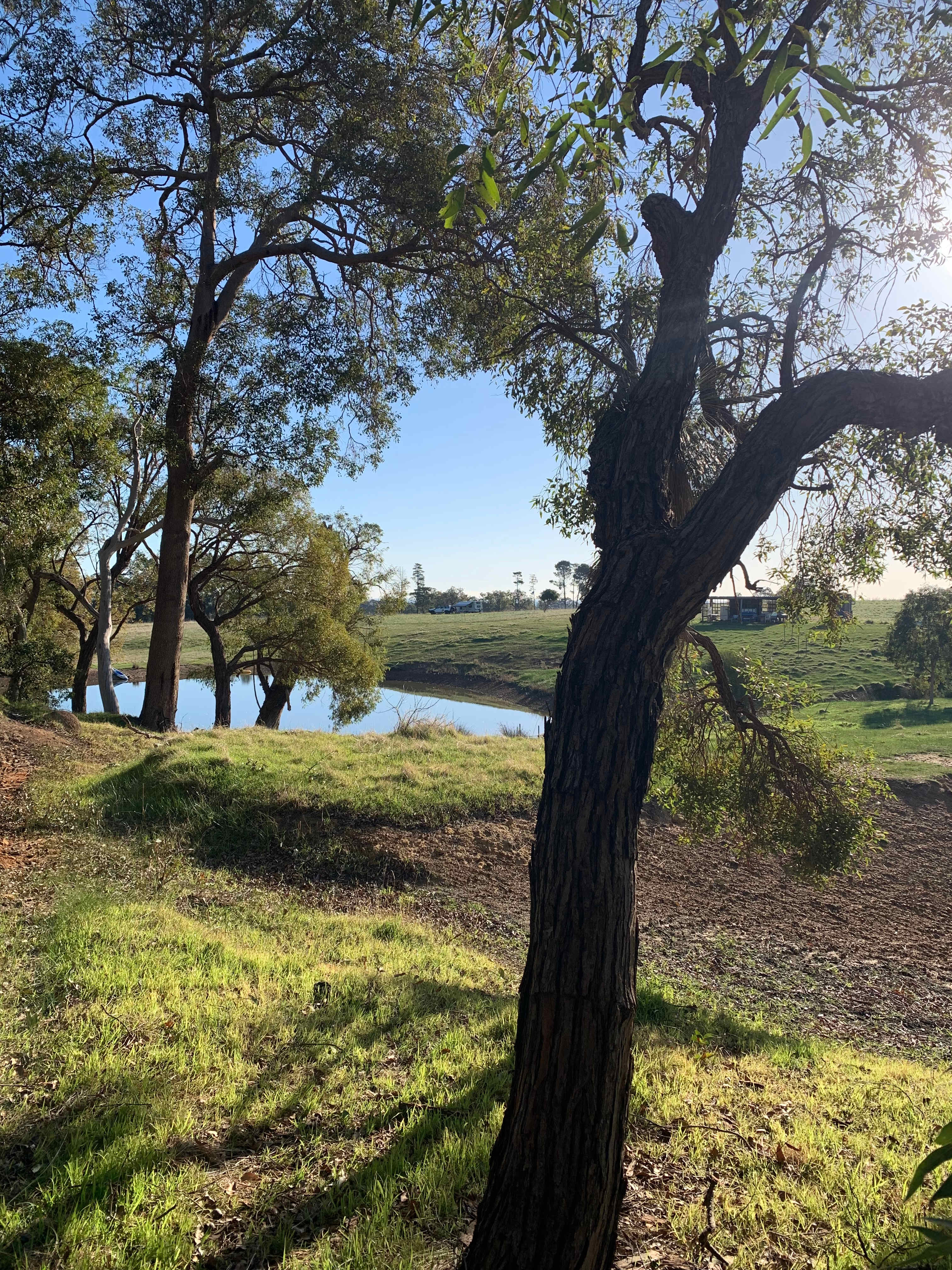 Jacaranda Hill Farm