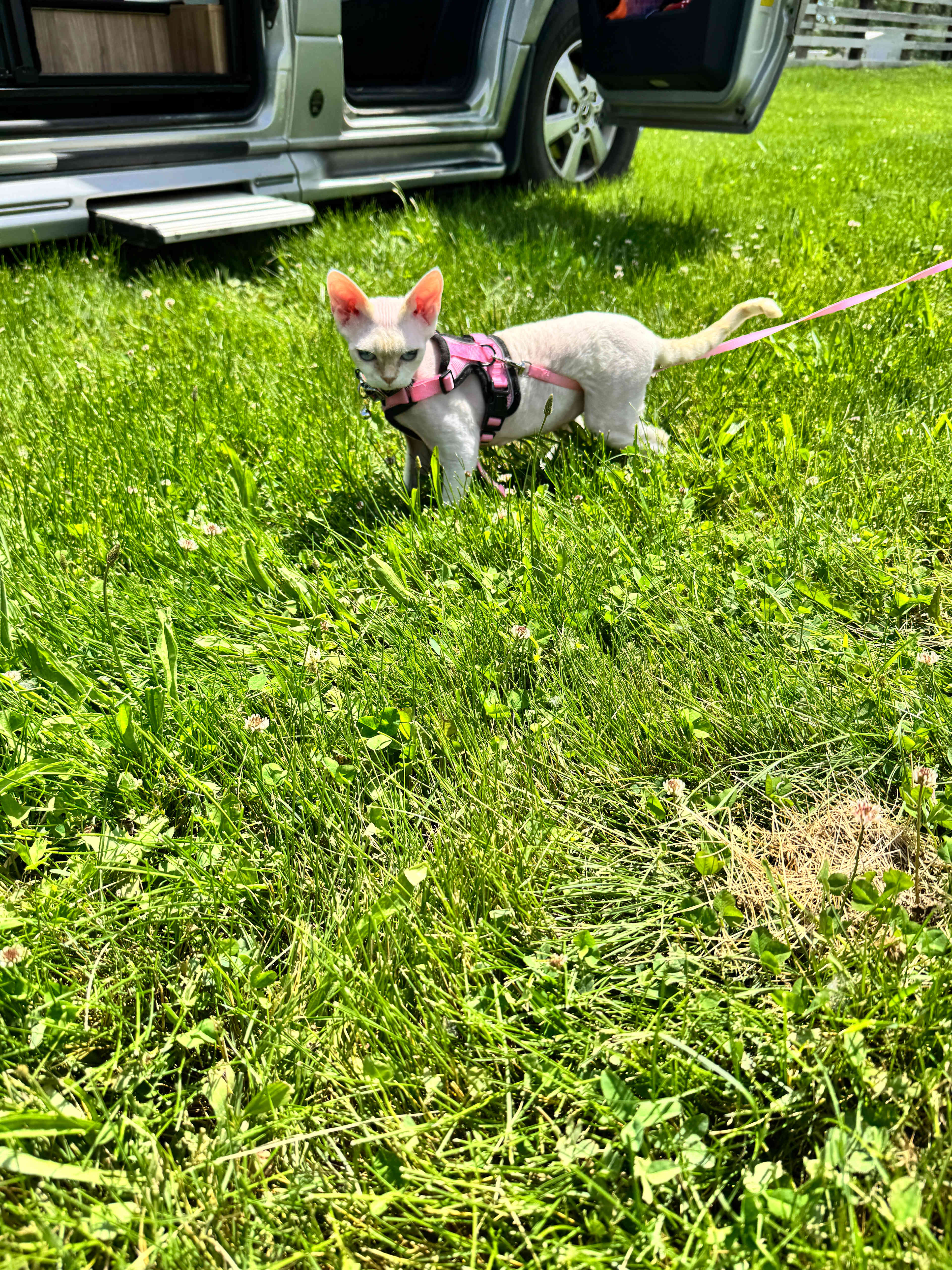 Nice grassy spot
