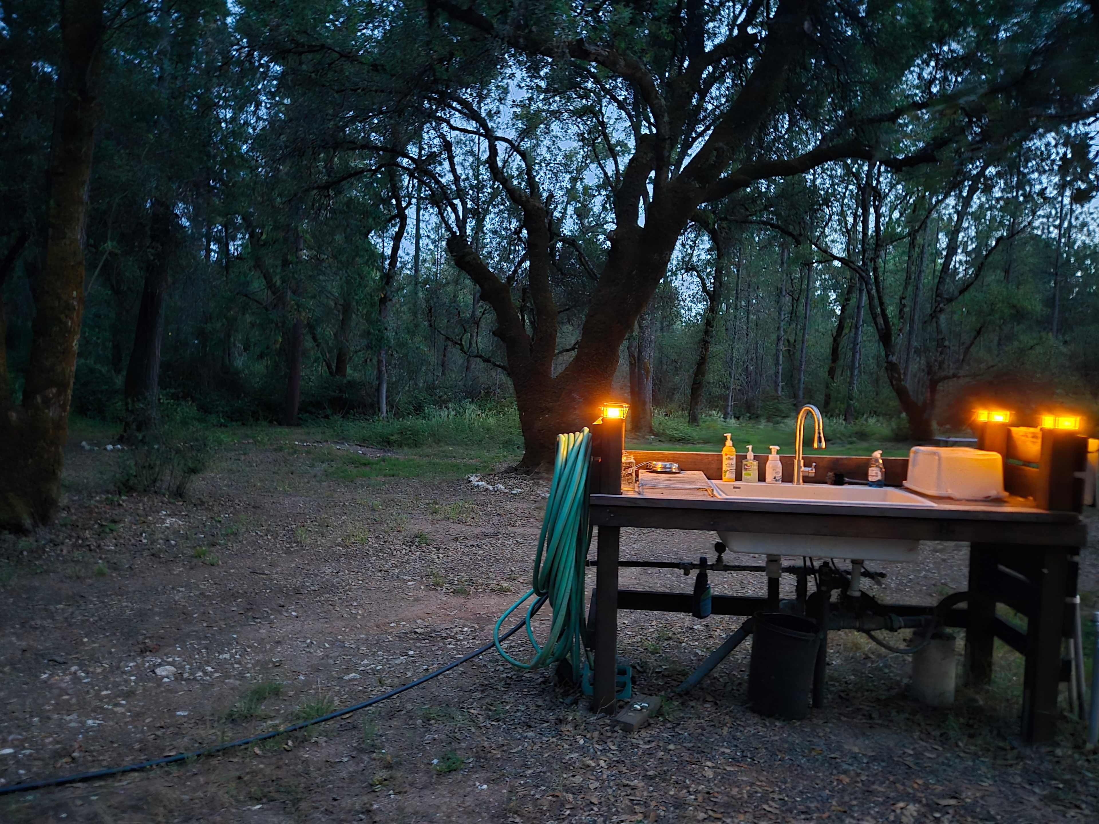 The Black Oak Forest