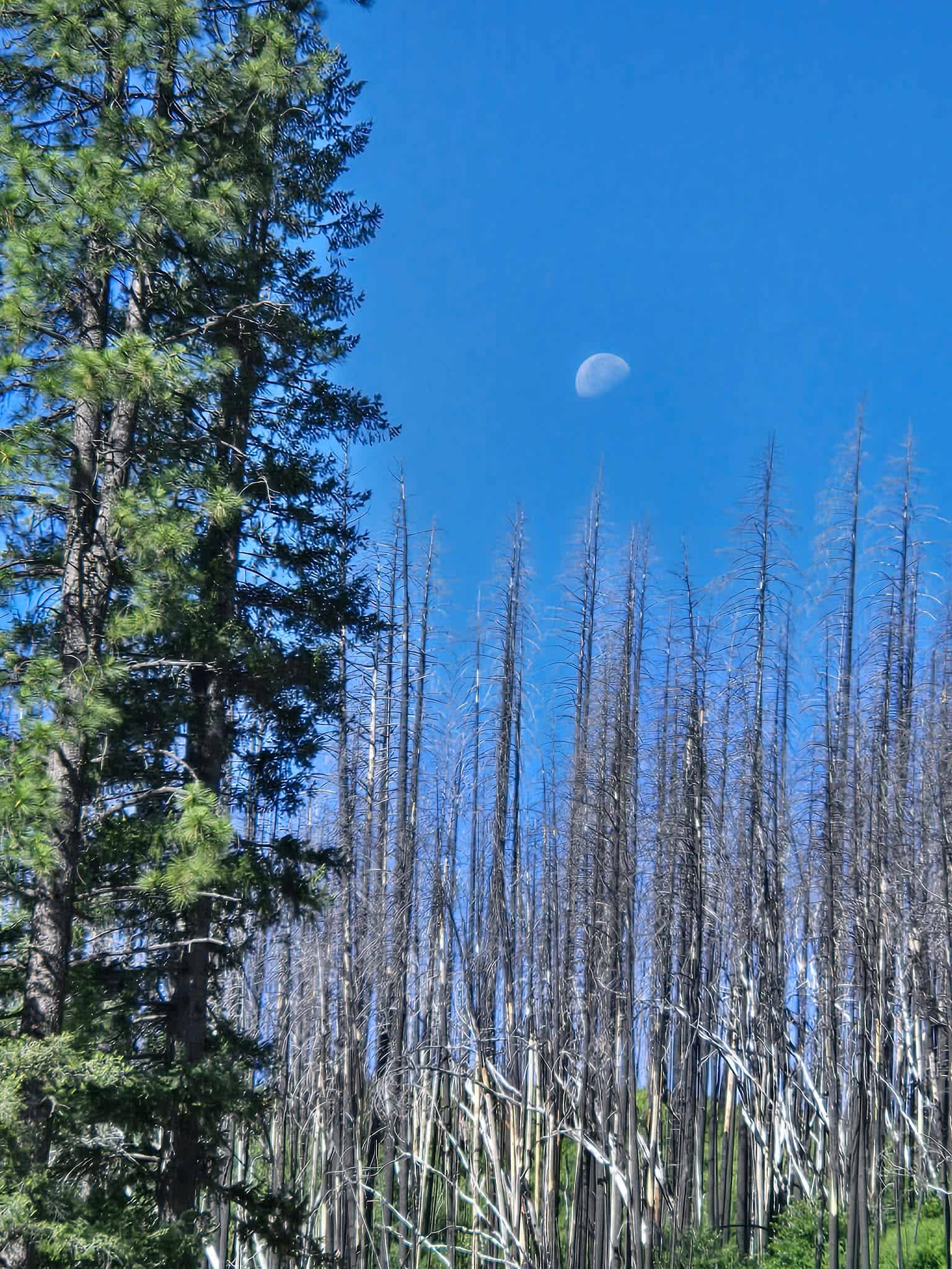 Golden Pine Campground, Paxton, Ca