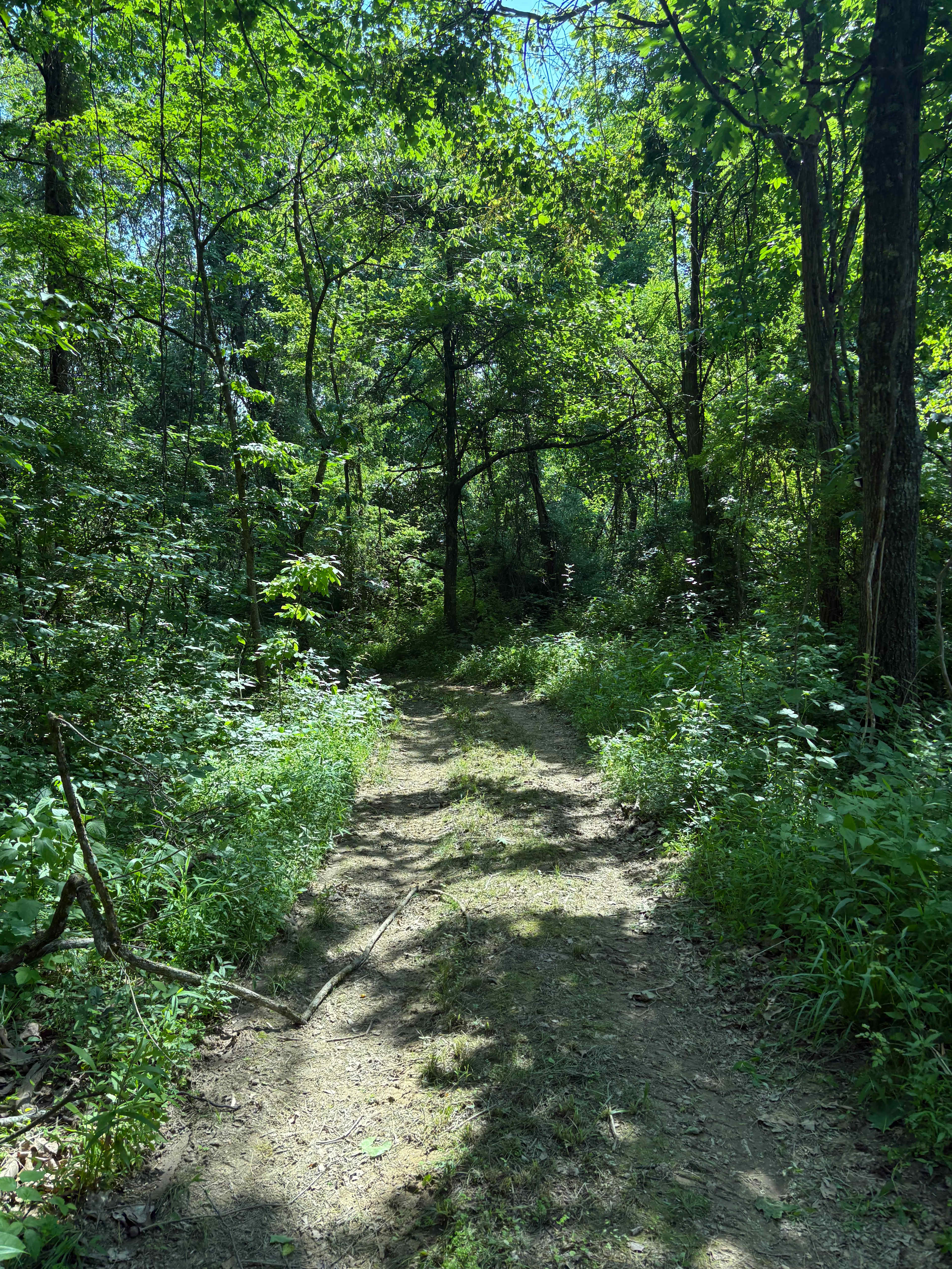 Firefly Forest