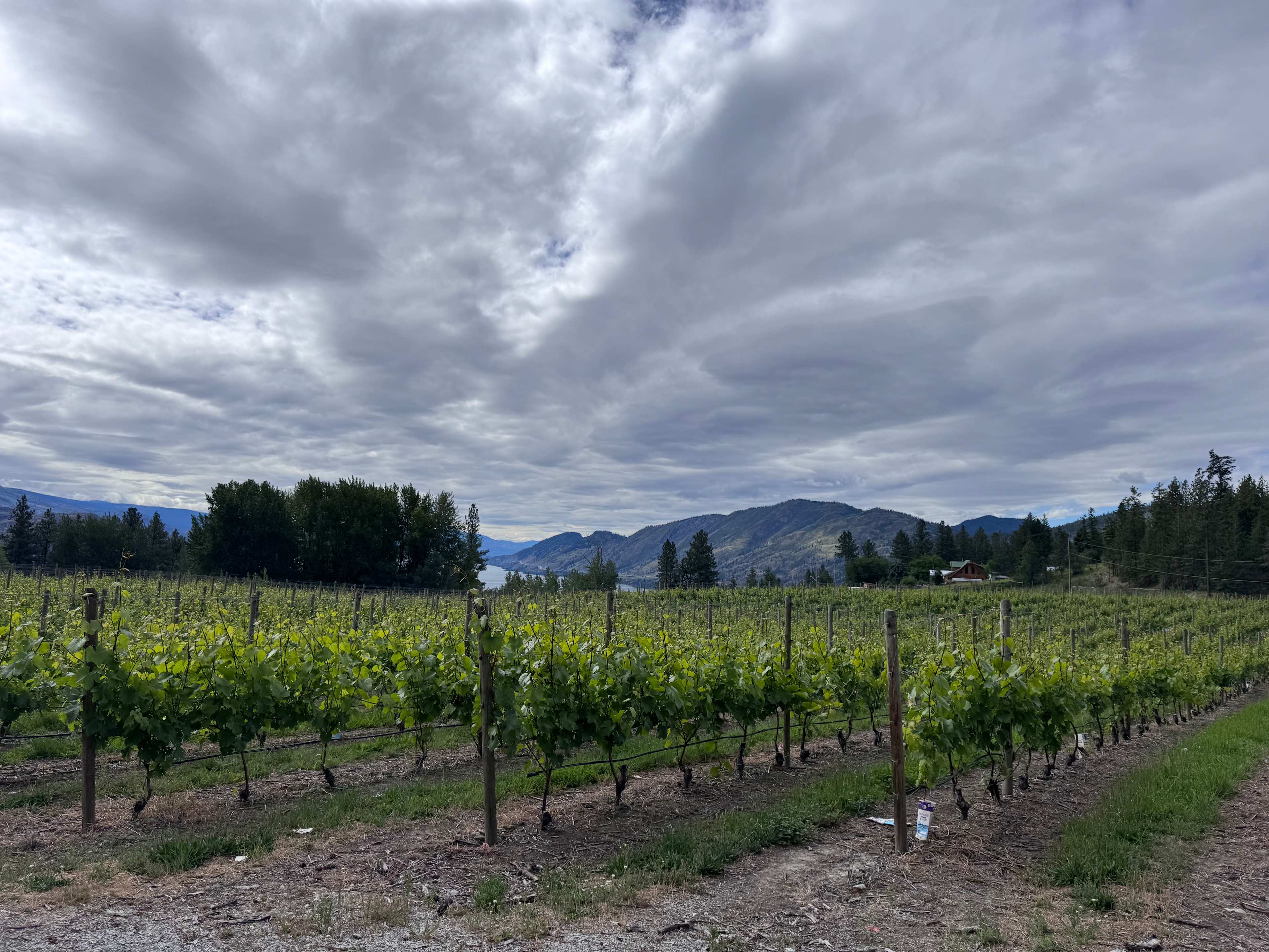 Beautiful spot immediately adjacent to the vines!