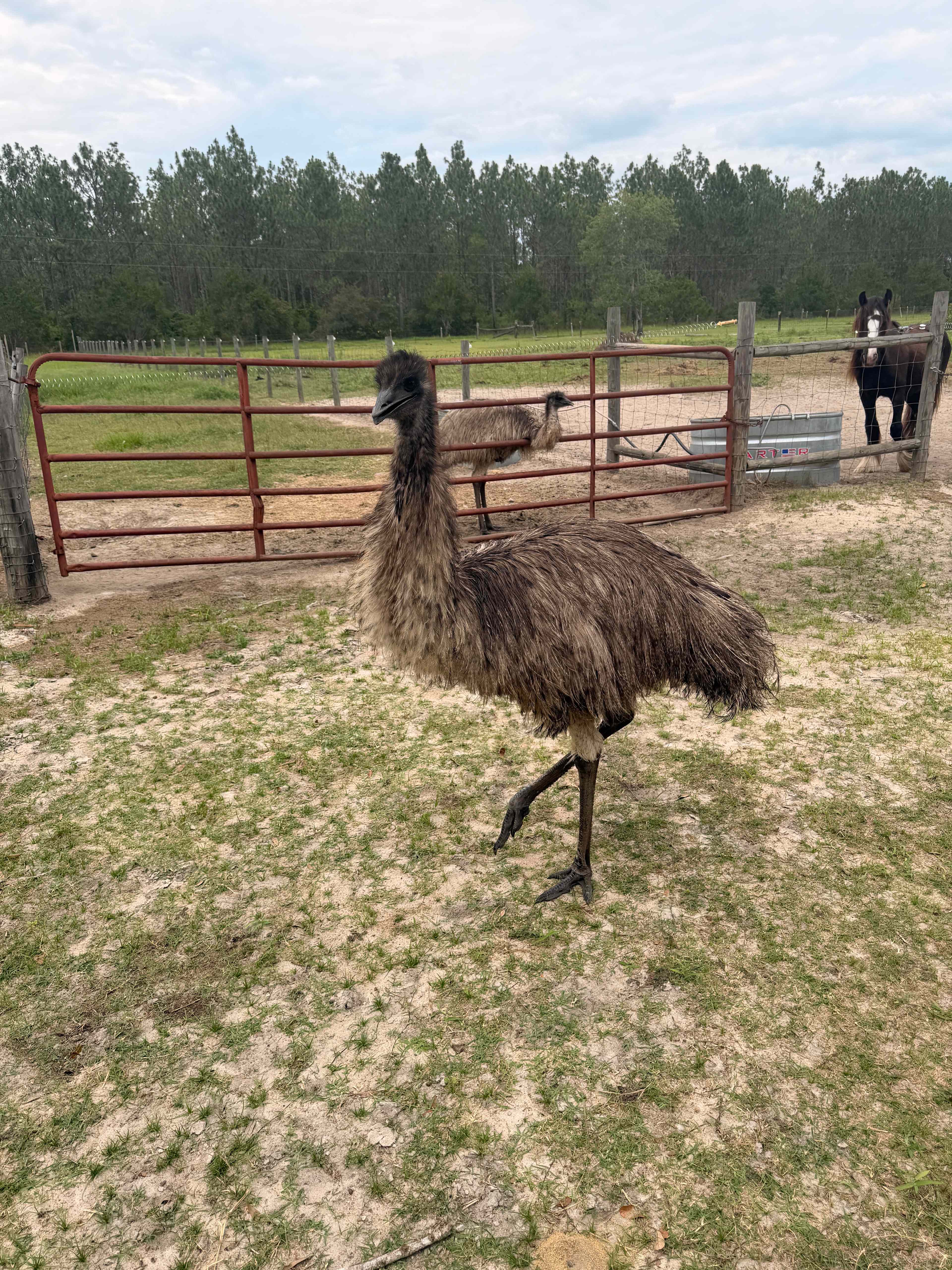 Bluewater Horse Ranch