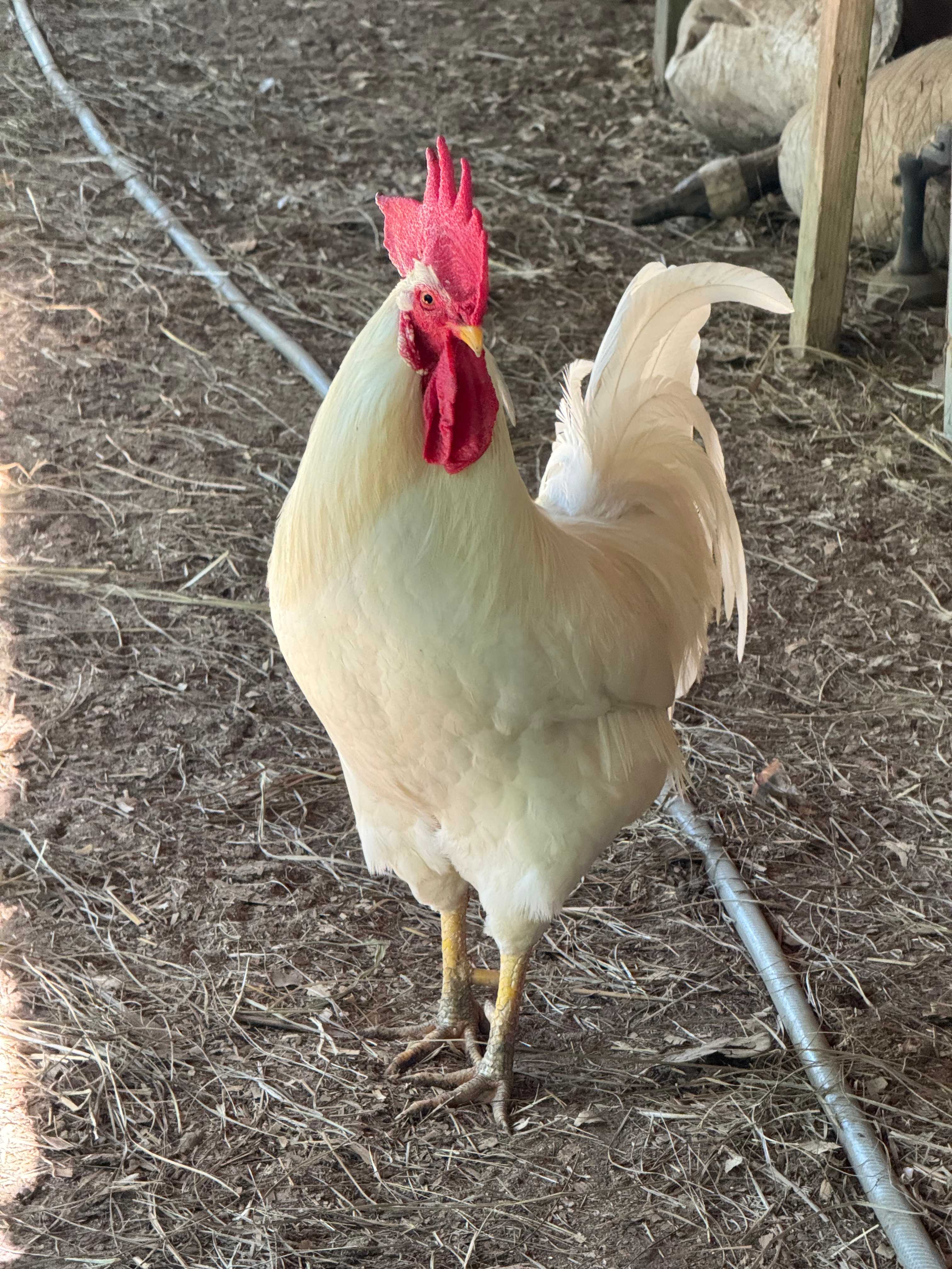 The Ranch