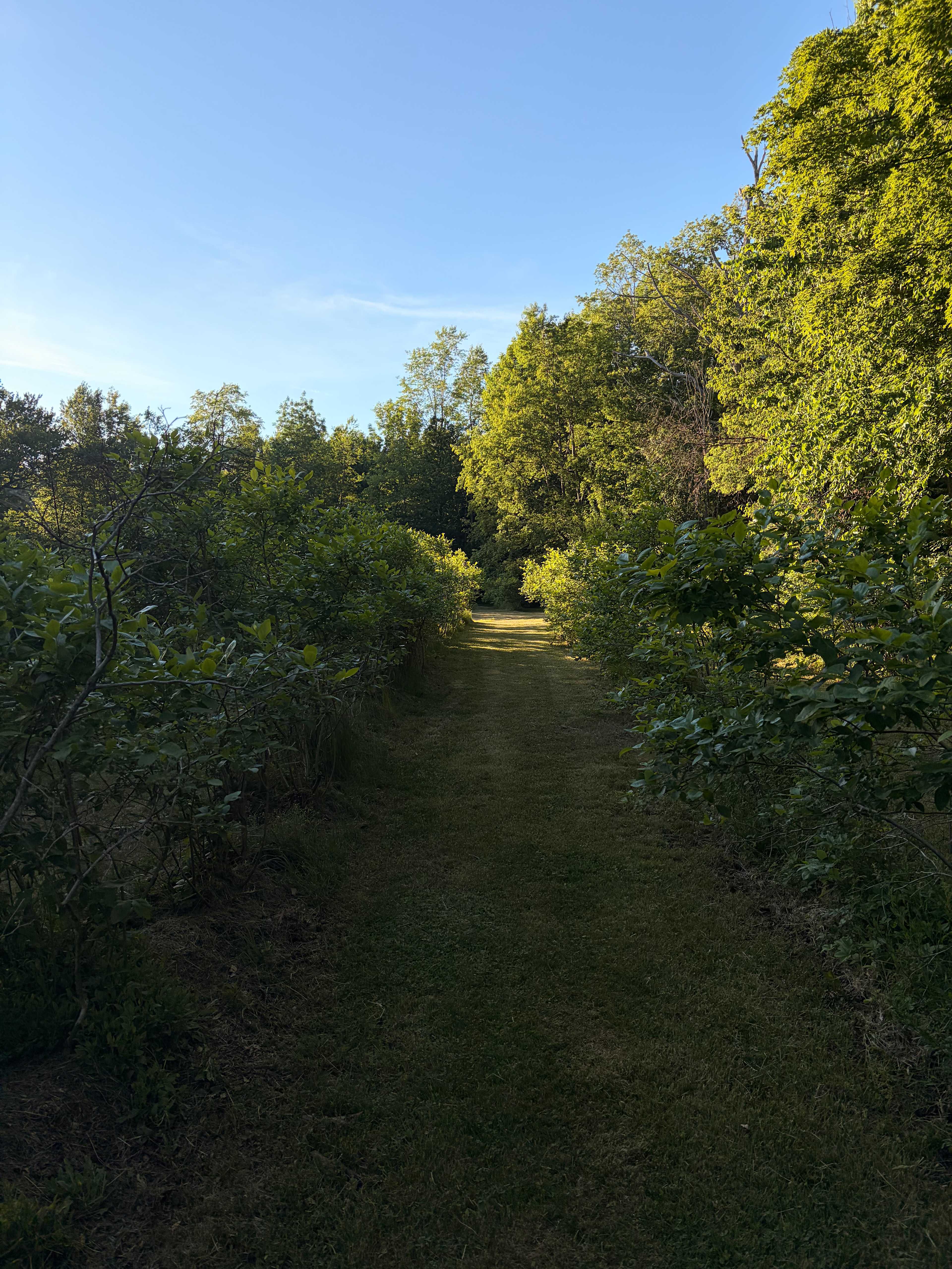 Blueberry Orchard By The Pond