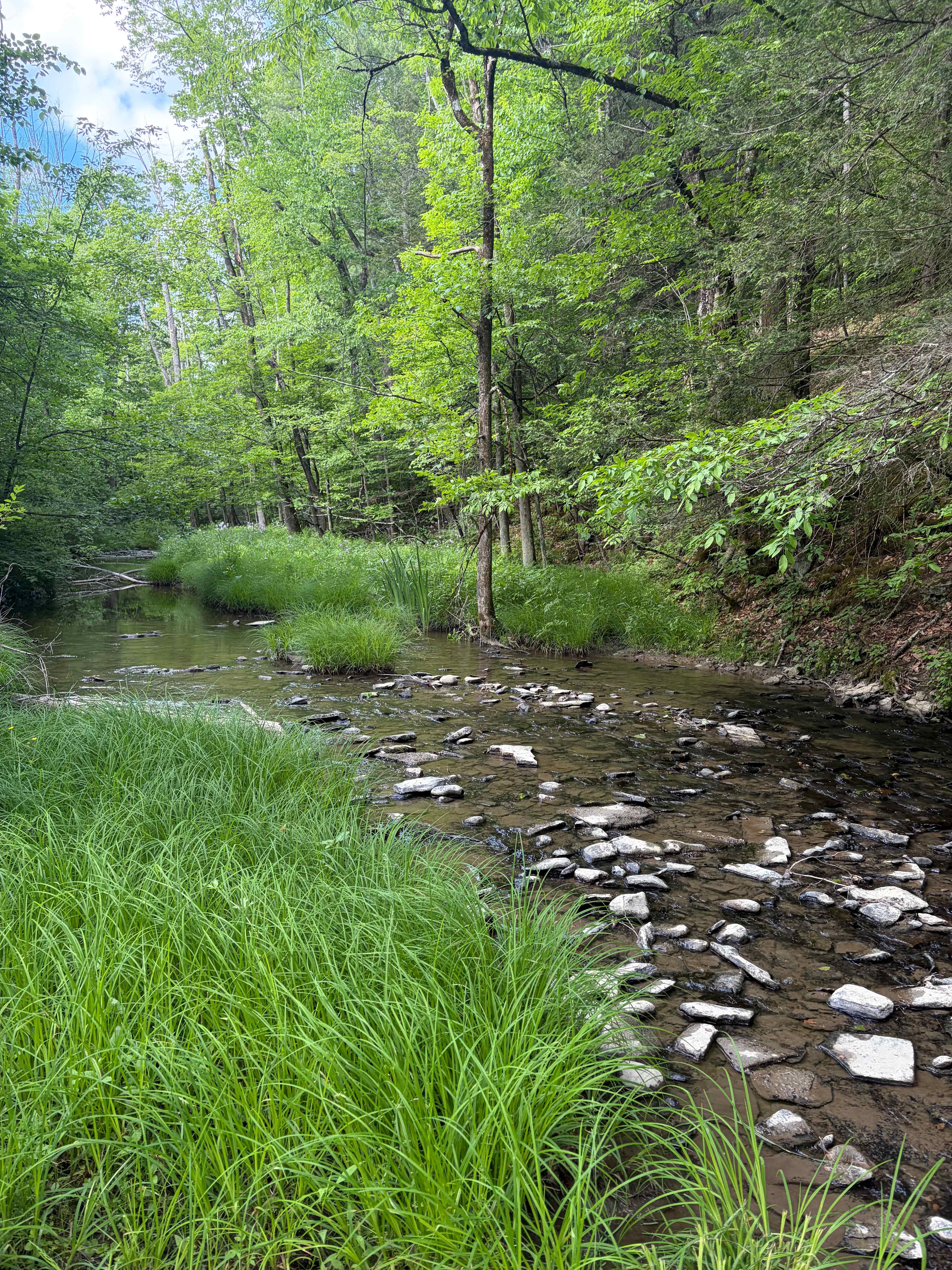 Lovely creek on the property!