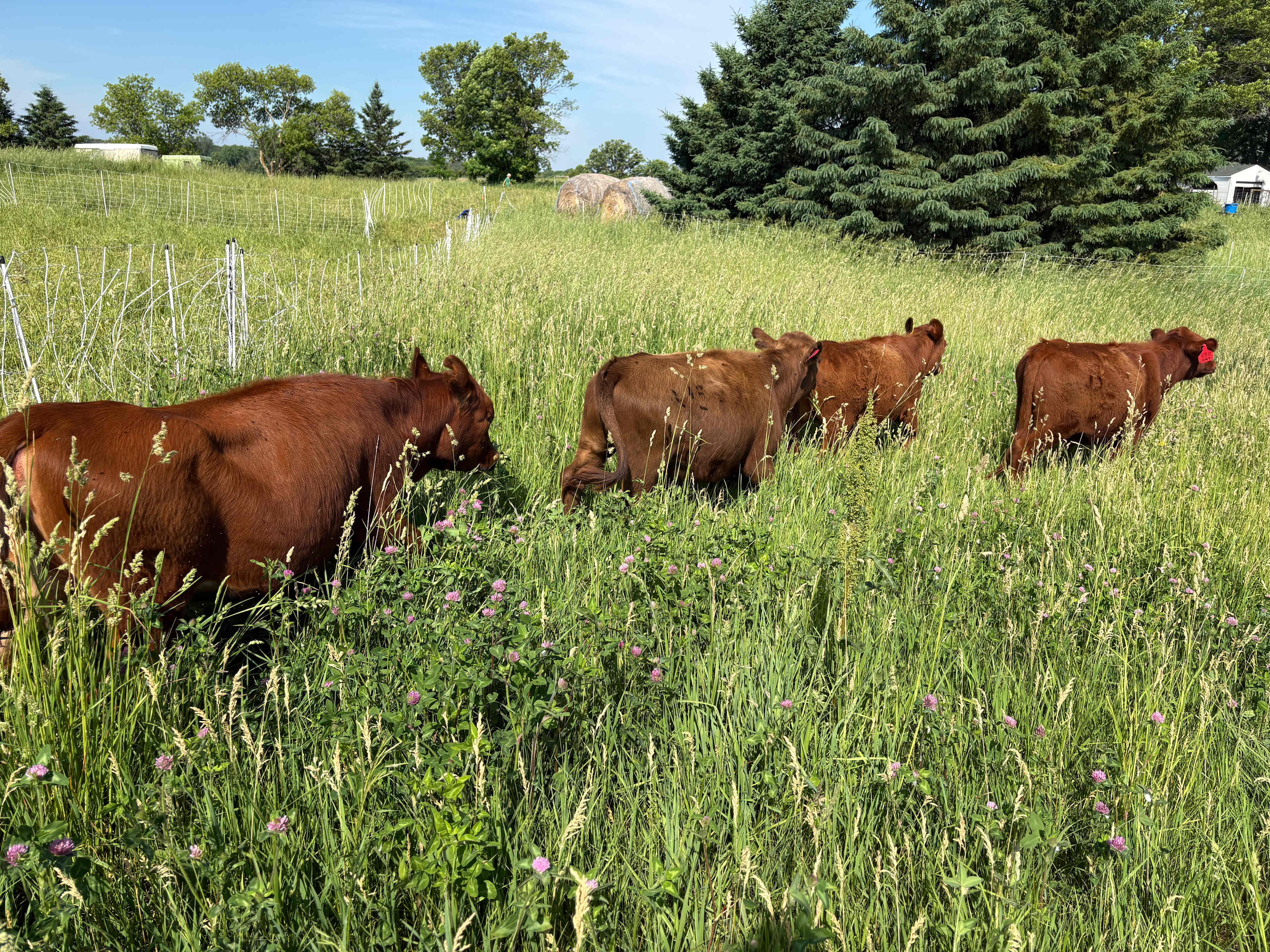 Fischer's Rolling Green Farm