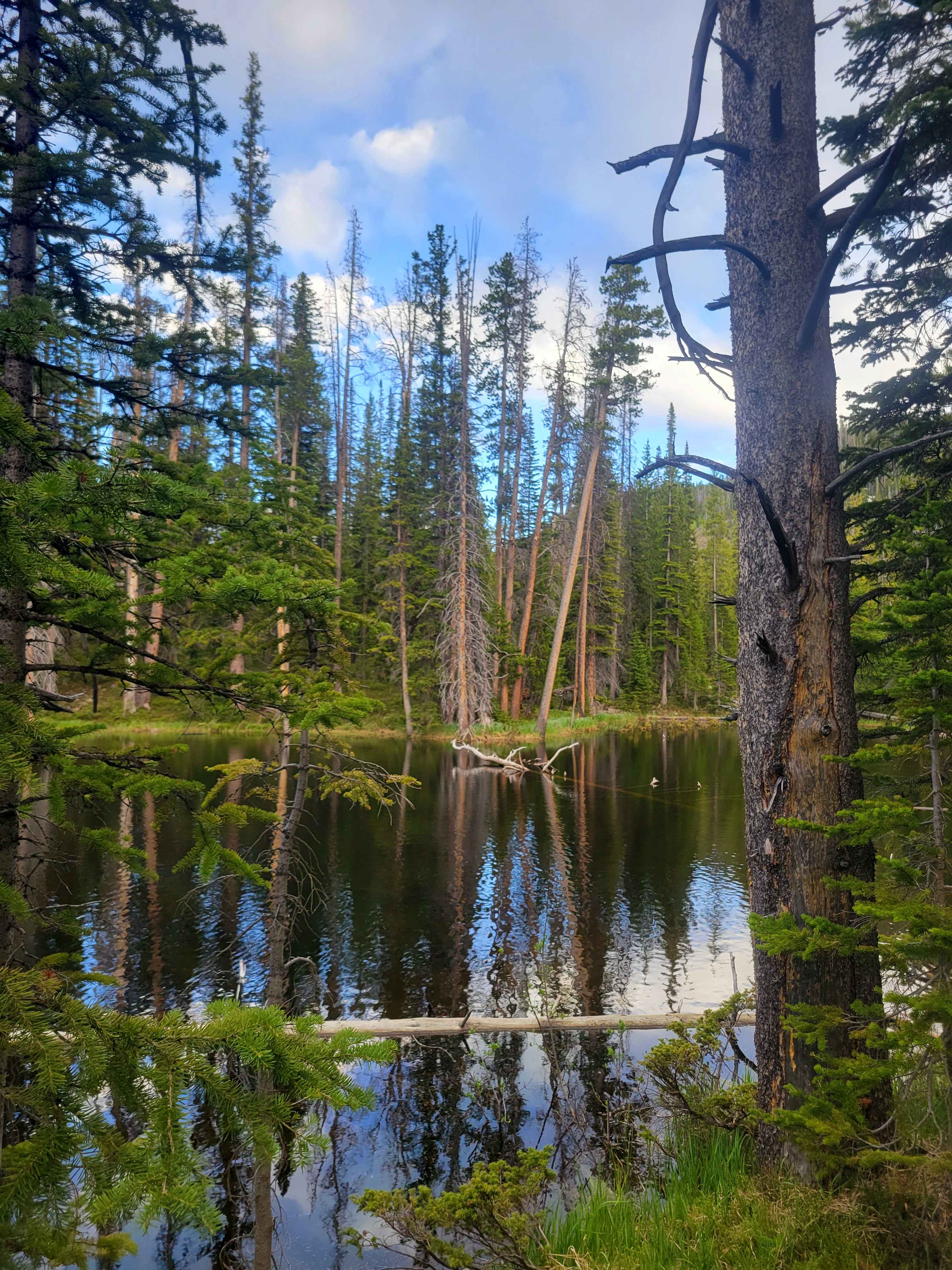Marsh Meadows