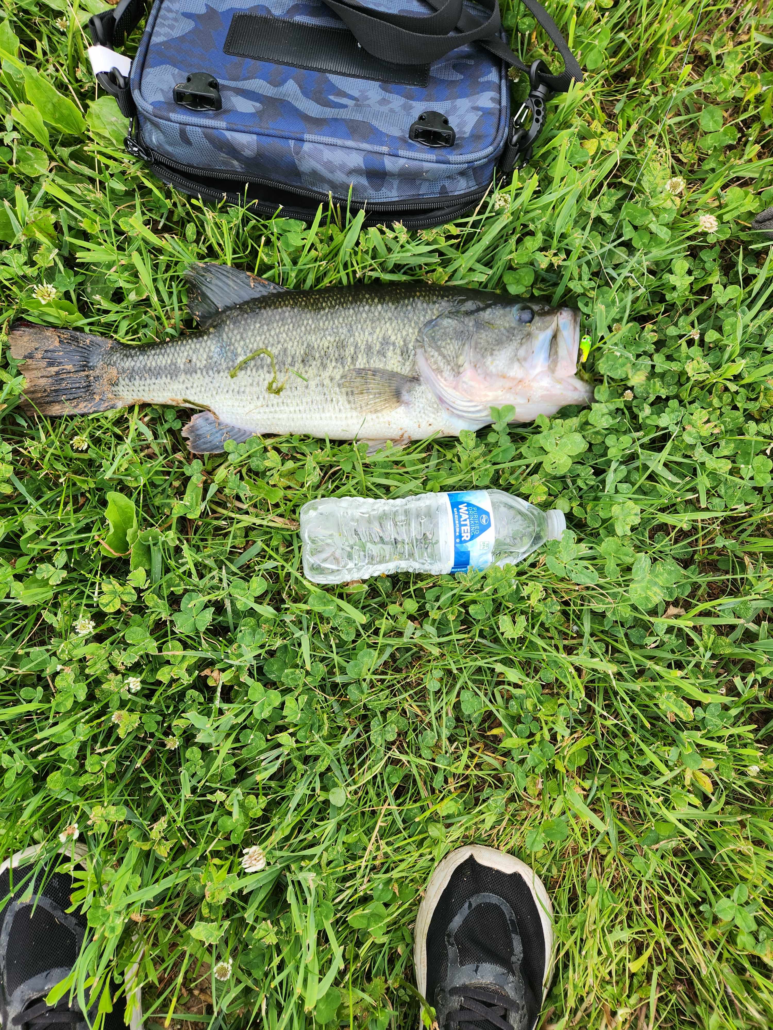 Bluegill Haven