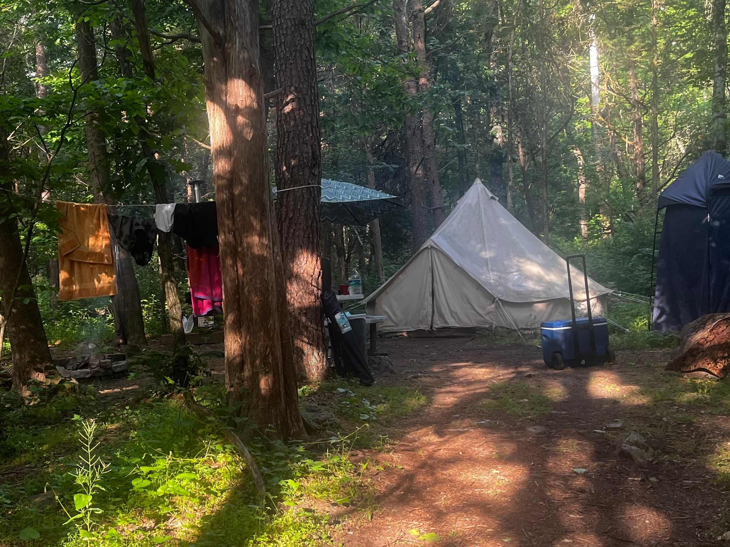 Nicholson’s Wonder Forest