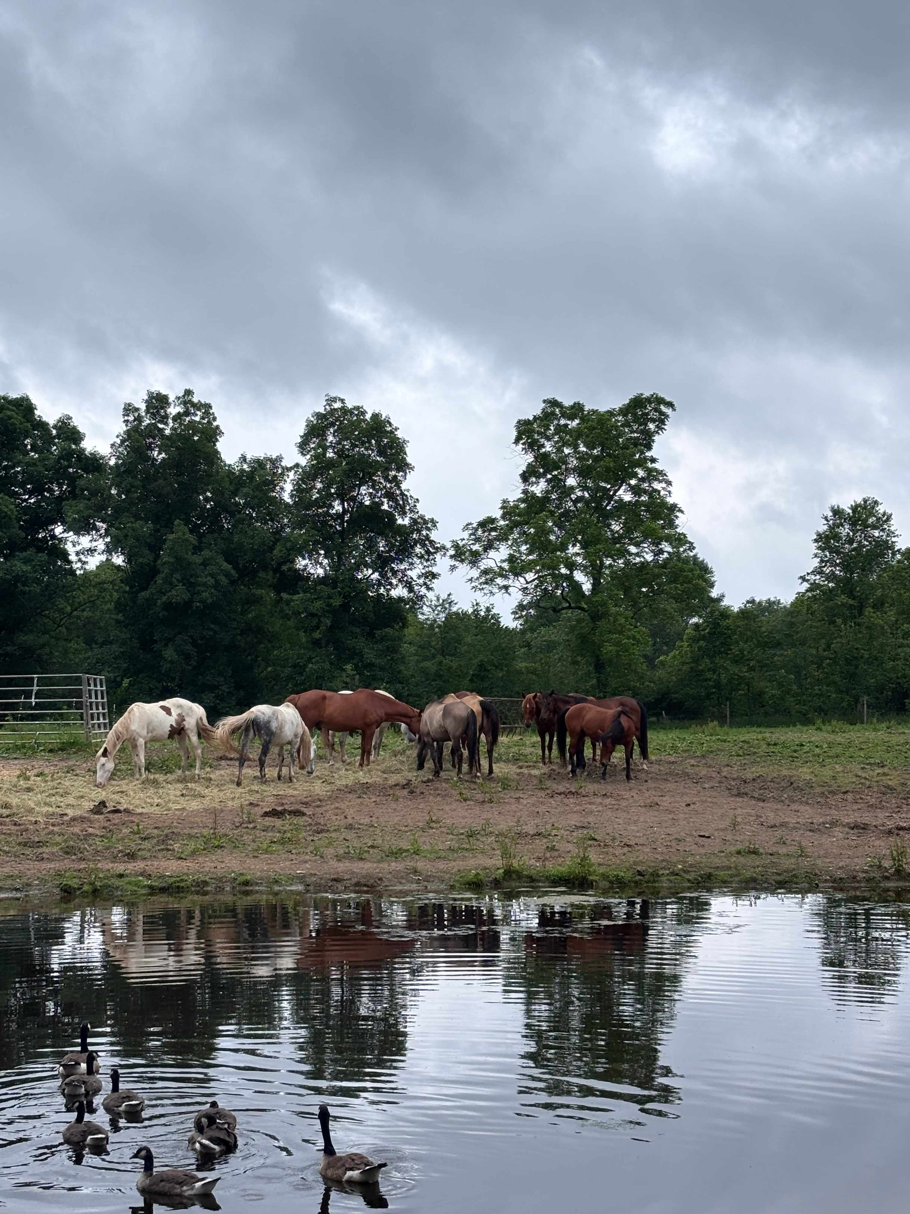 DLR Mustang Ranch