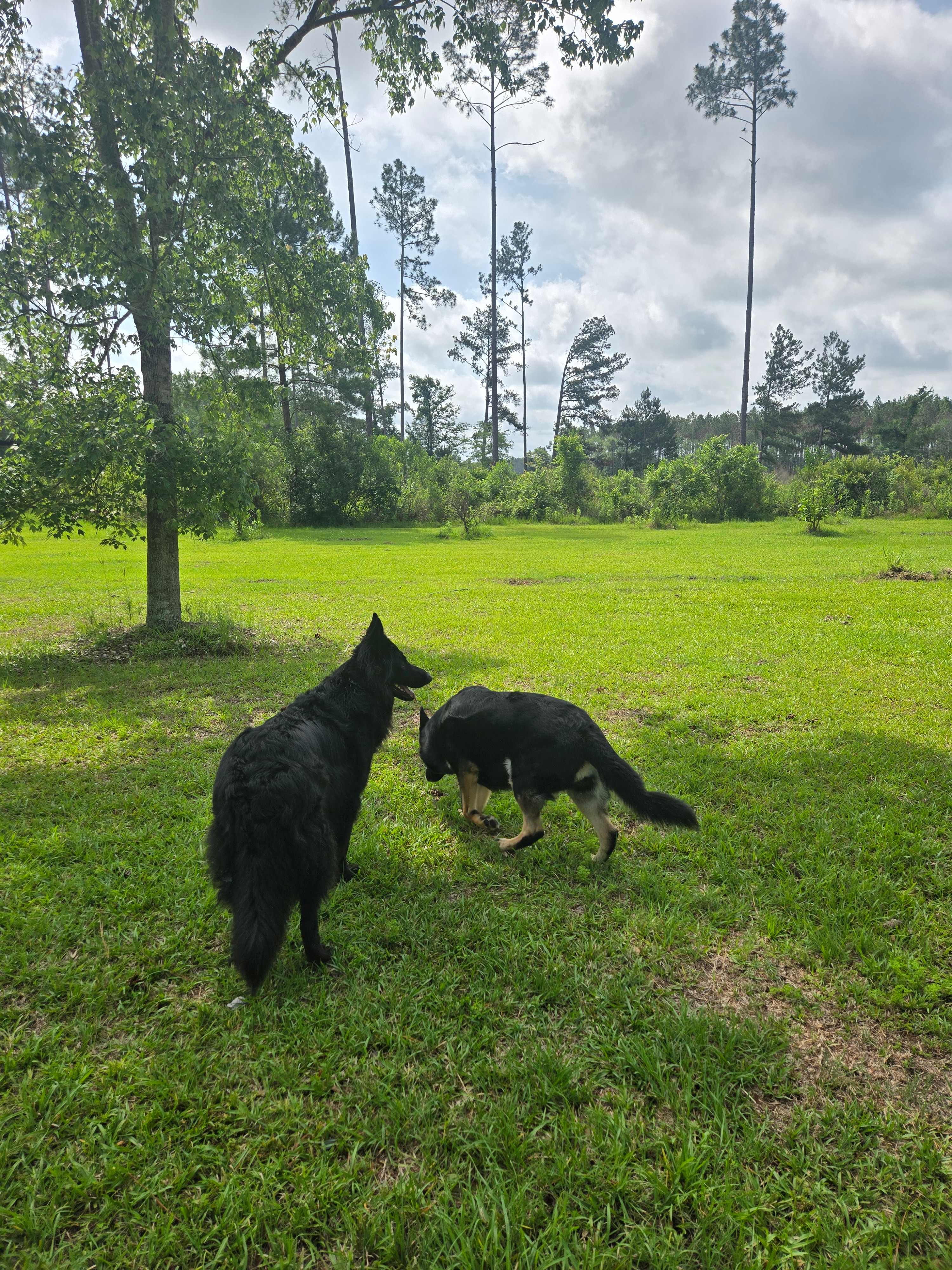 2 of the dogs while we were out walking the property