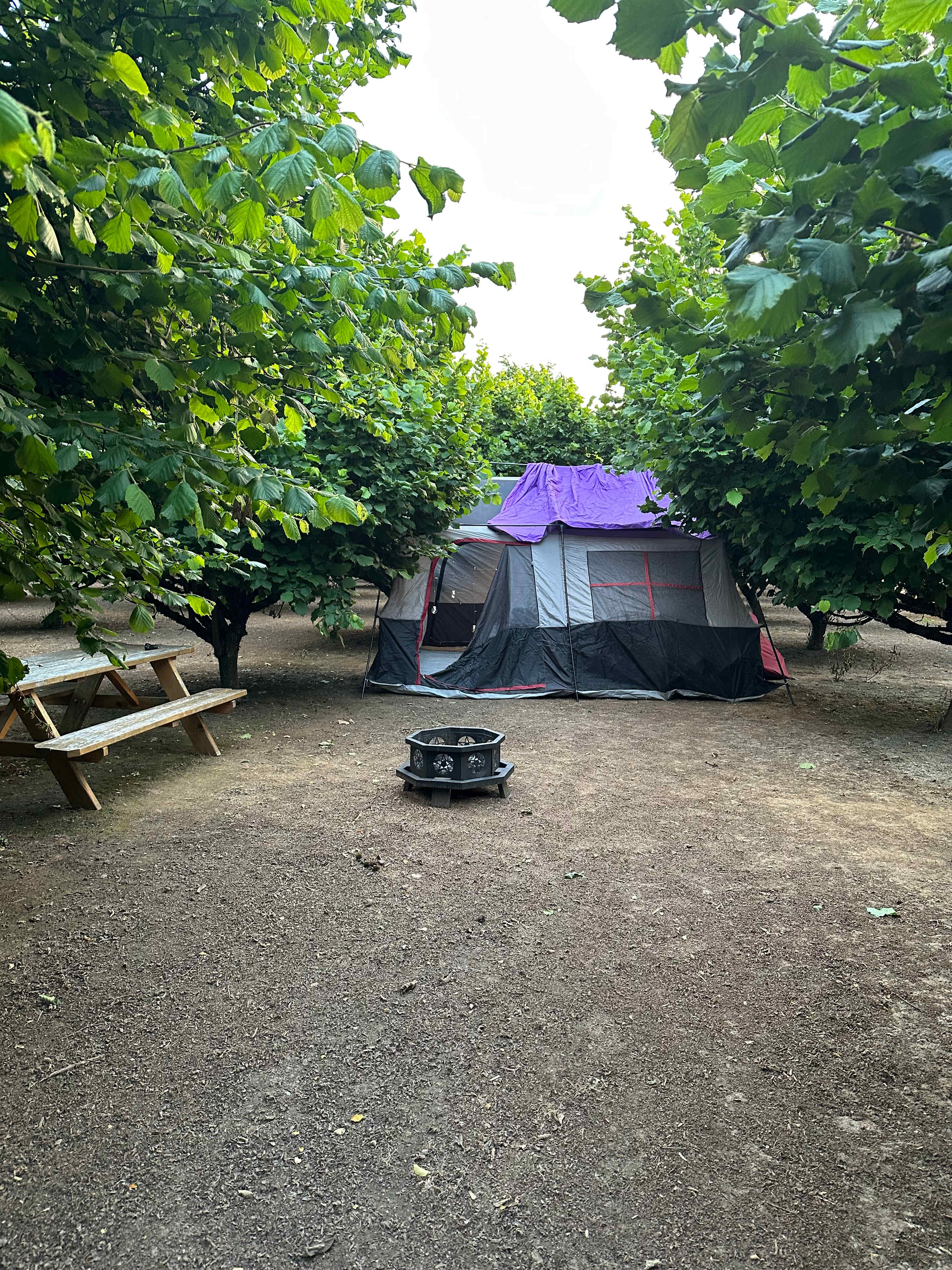 Tranquil Orchard and Wine Tours