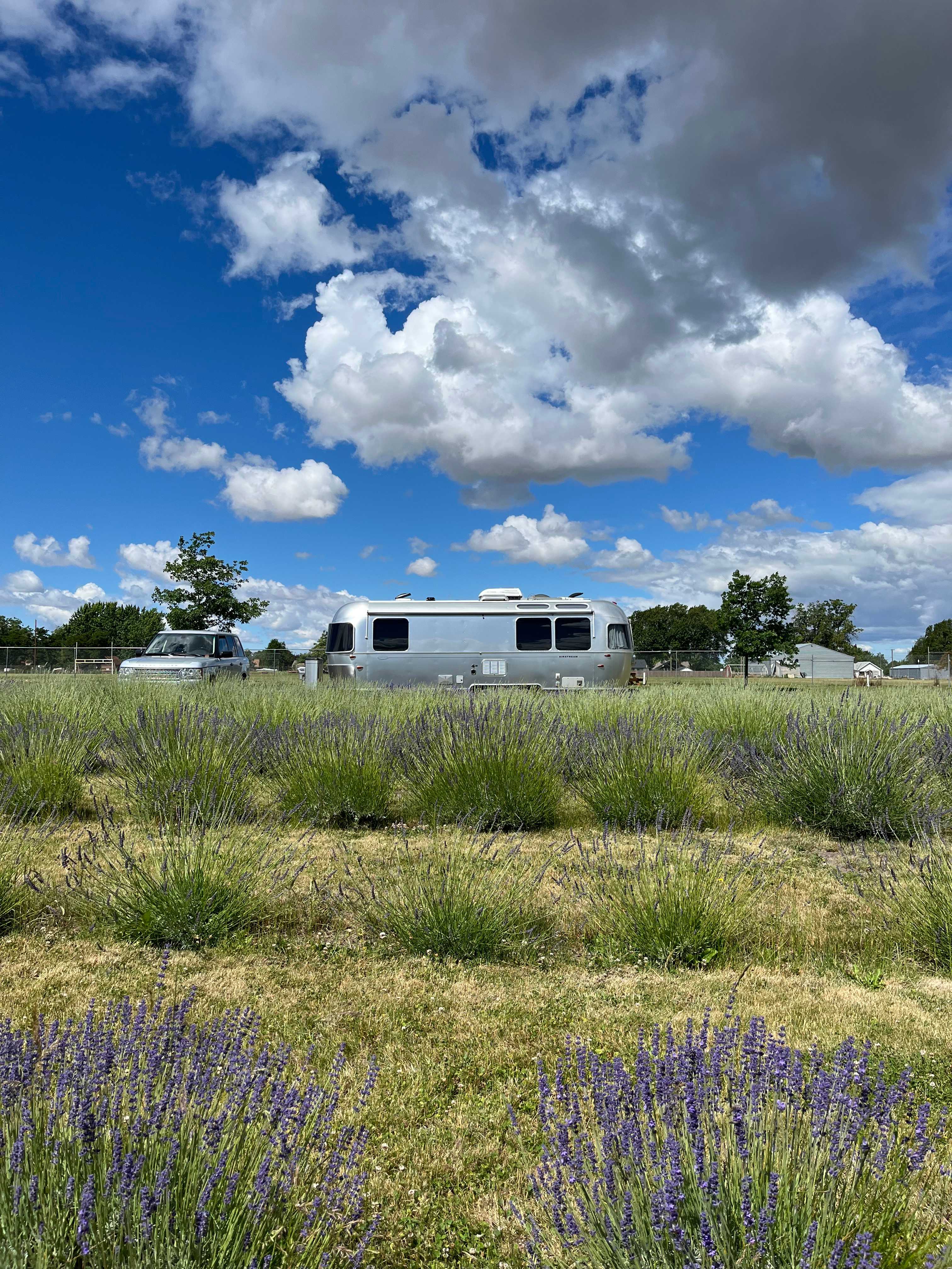 Relaxing, Peaceful Lavender Farm