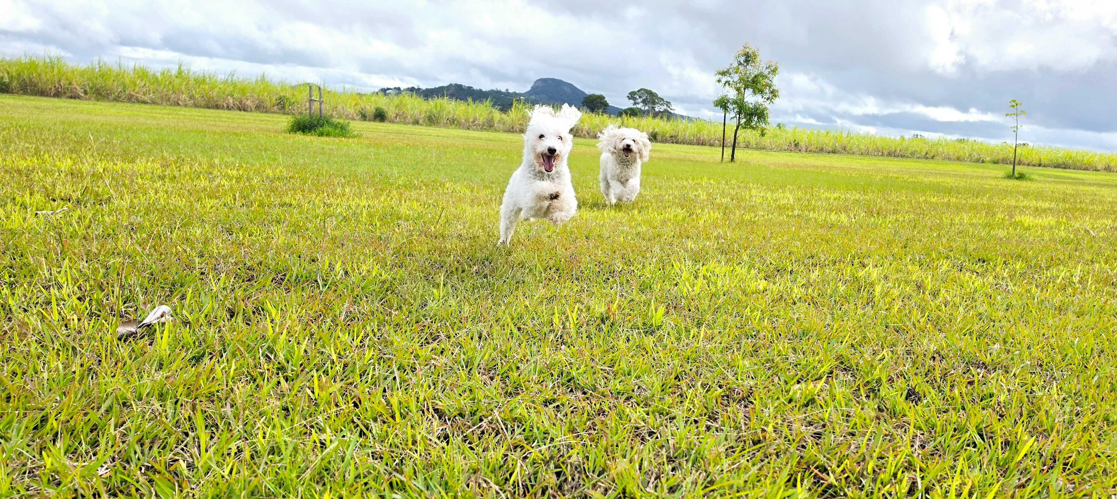 Free run for the fur family