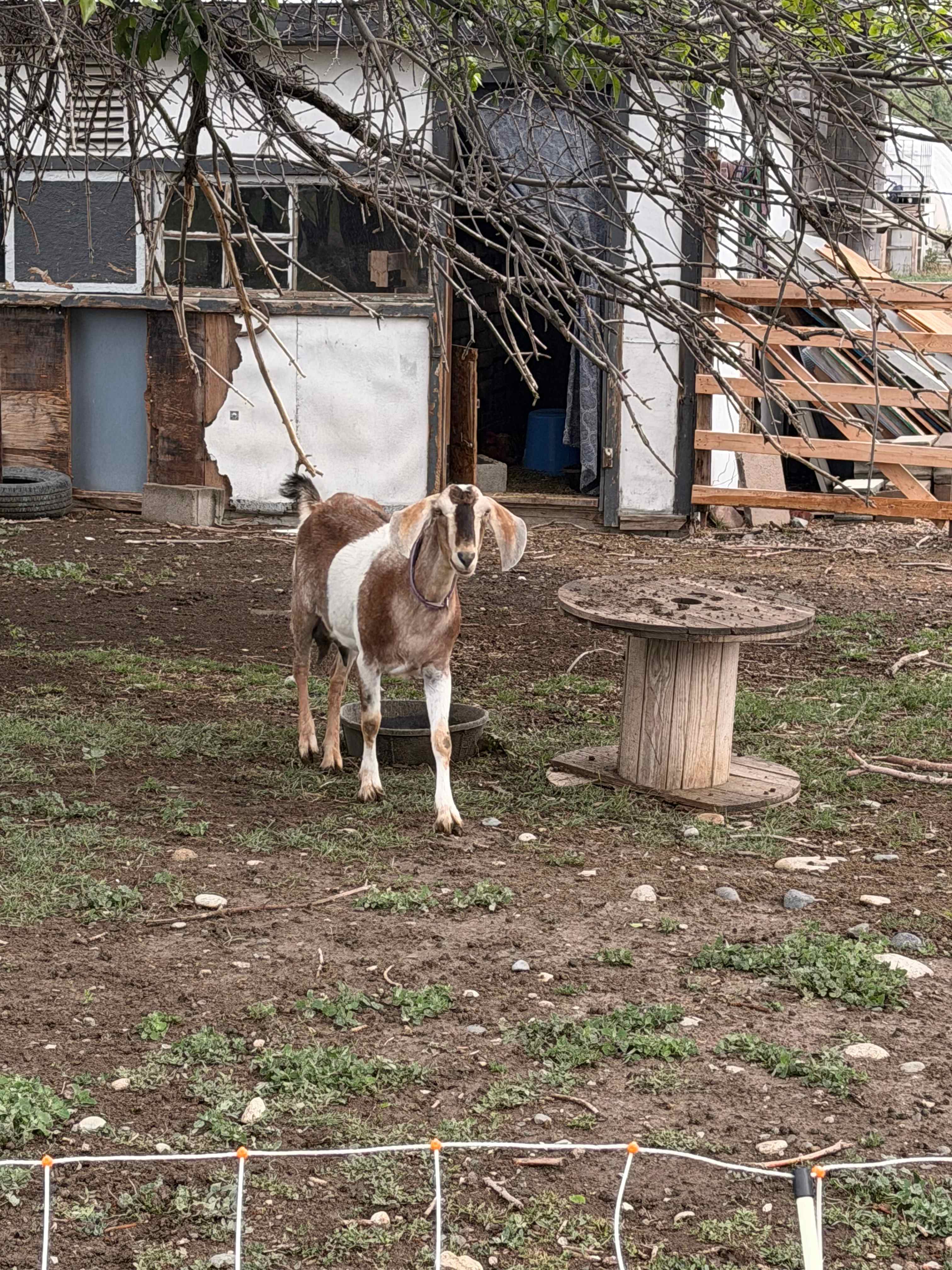 Friendly goat :)