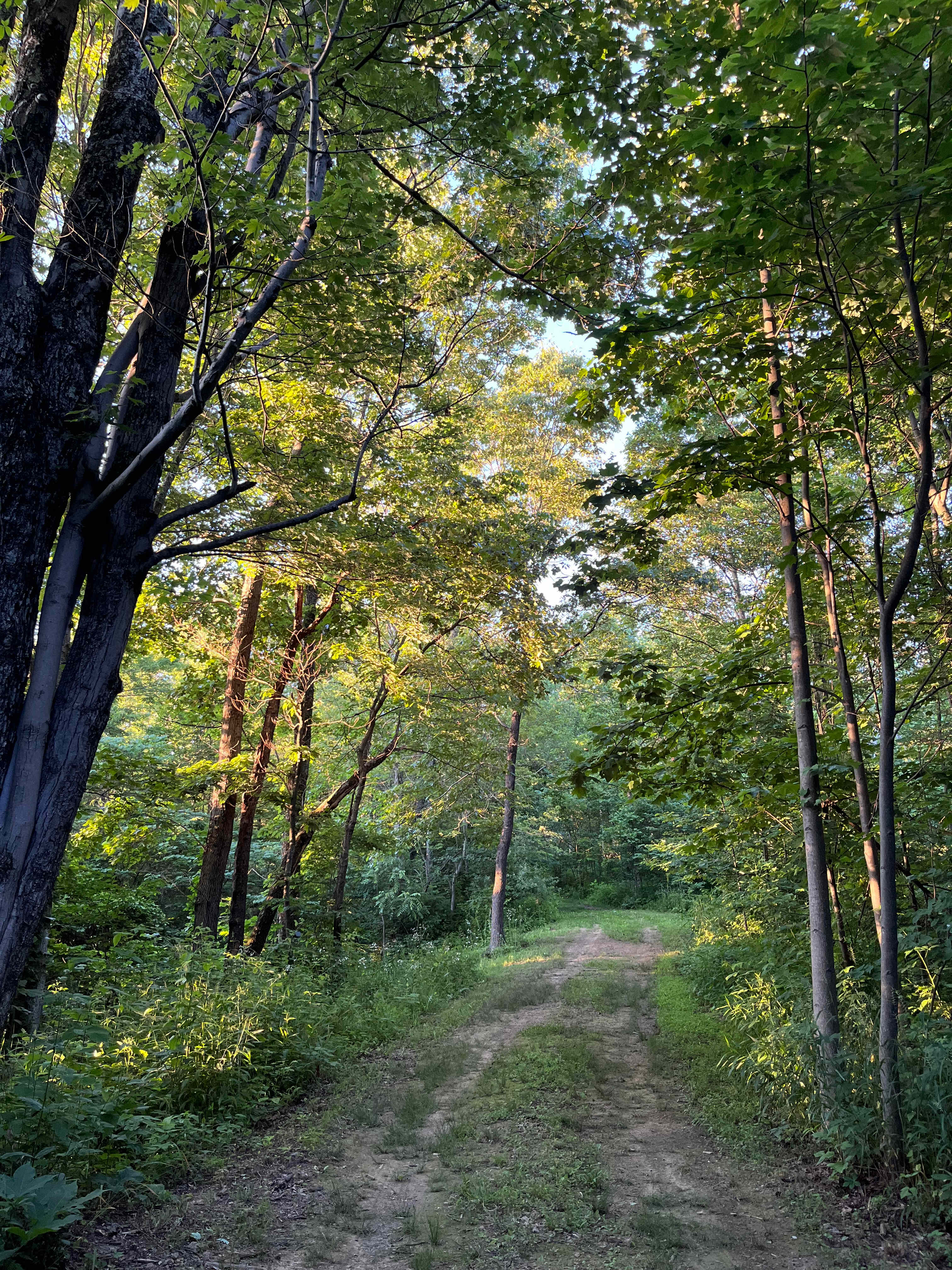 Ohio Enchanted Forest