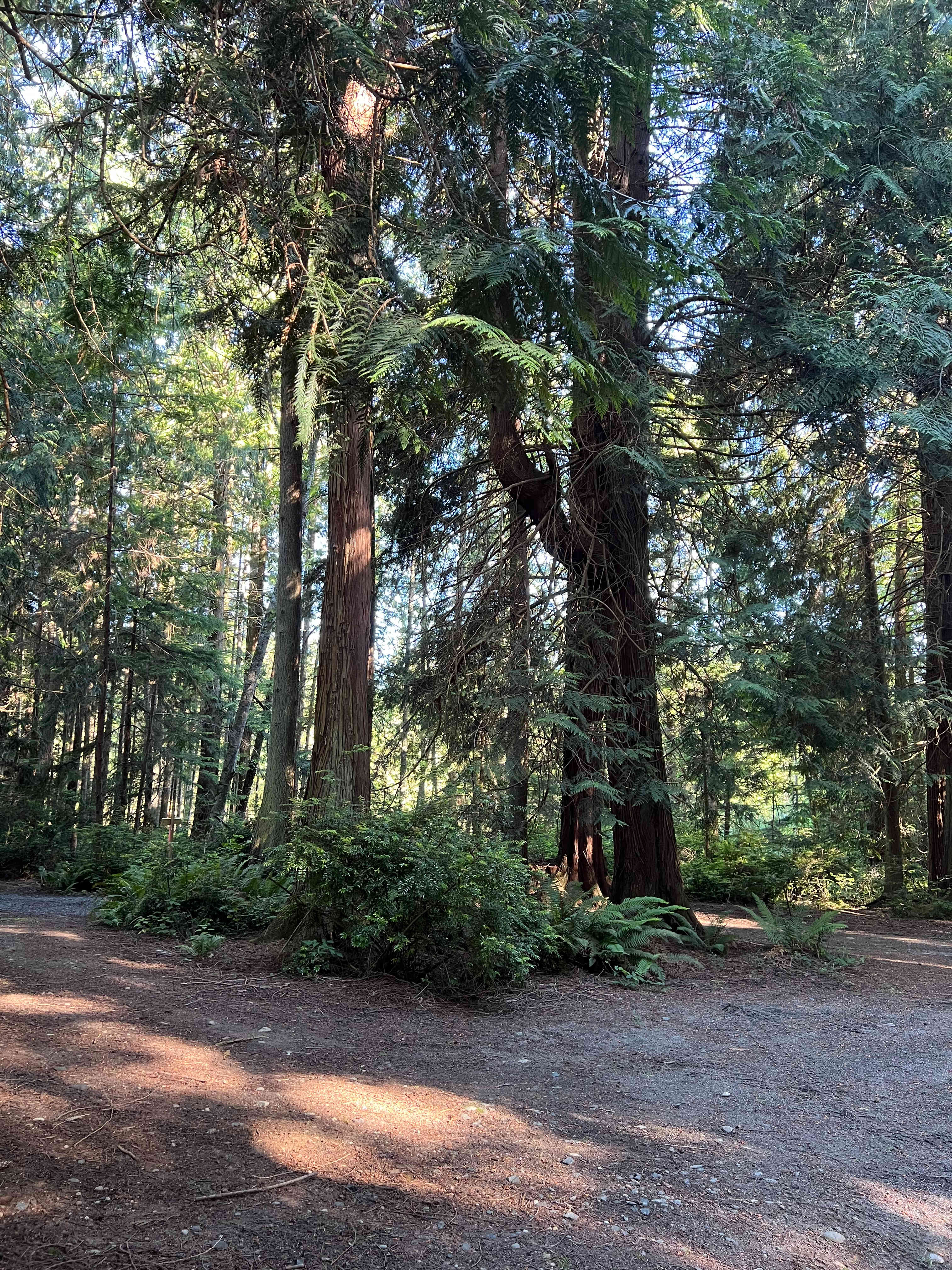 The Last Of The Wonder Woods