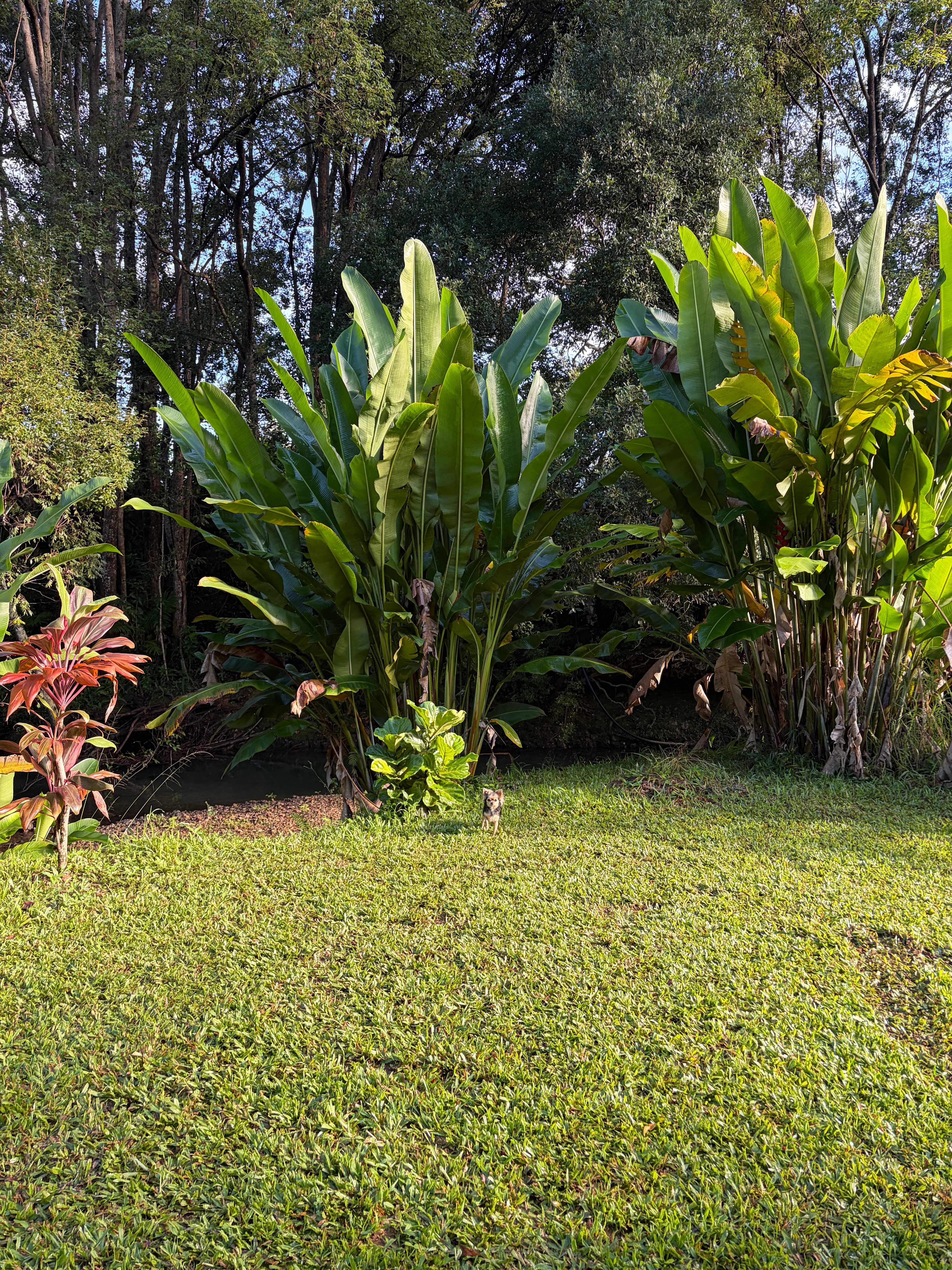Pocket-Sized Paradise