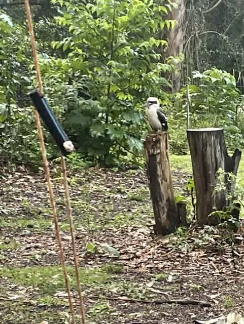 Visiting Kookaburra