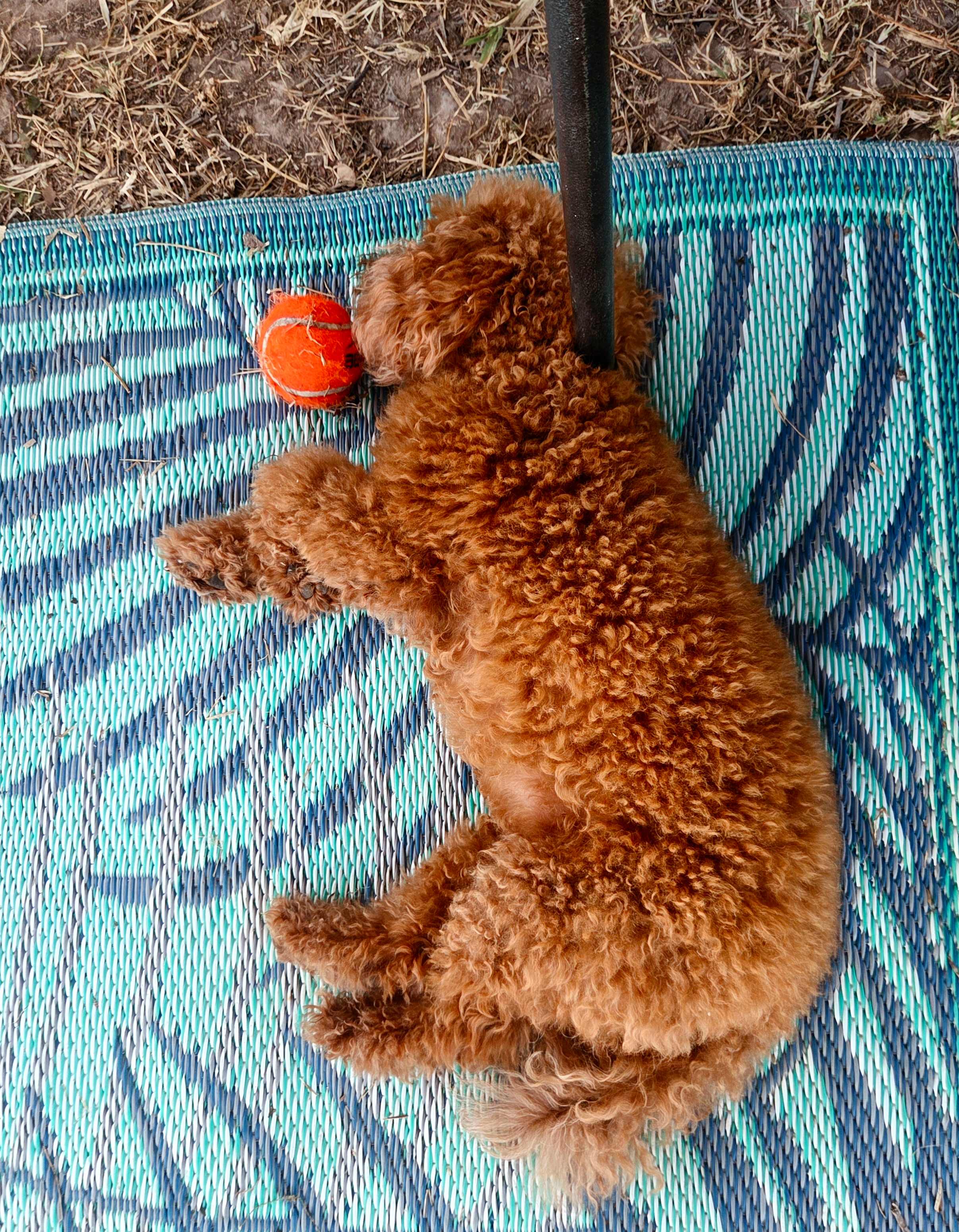 Mountview Farm Stay and Poodles