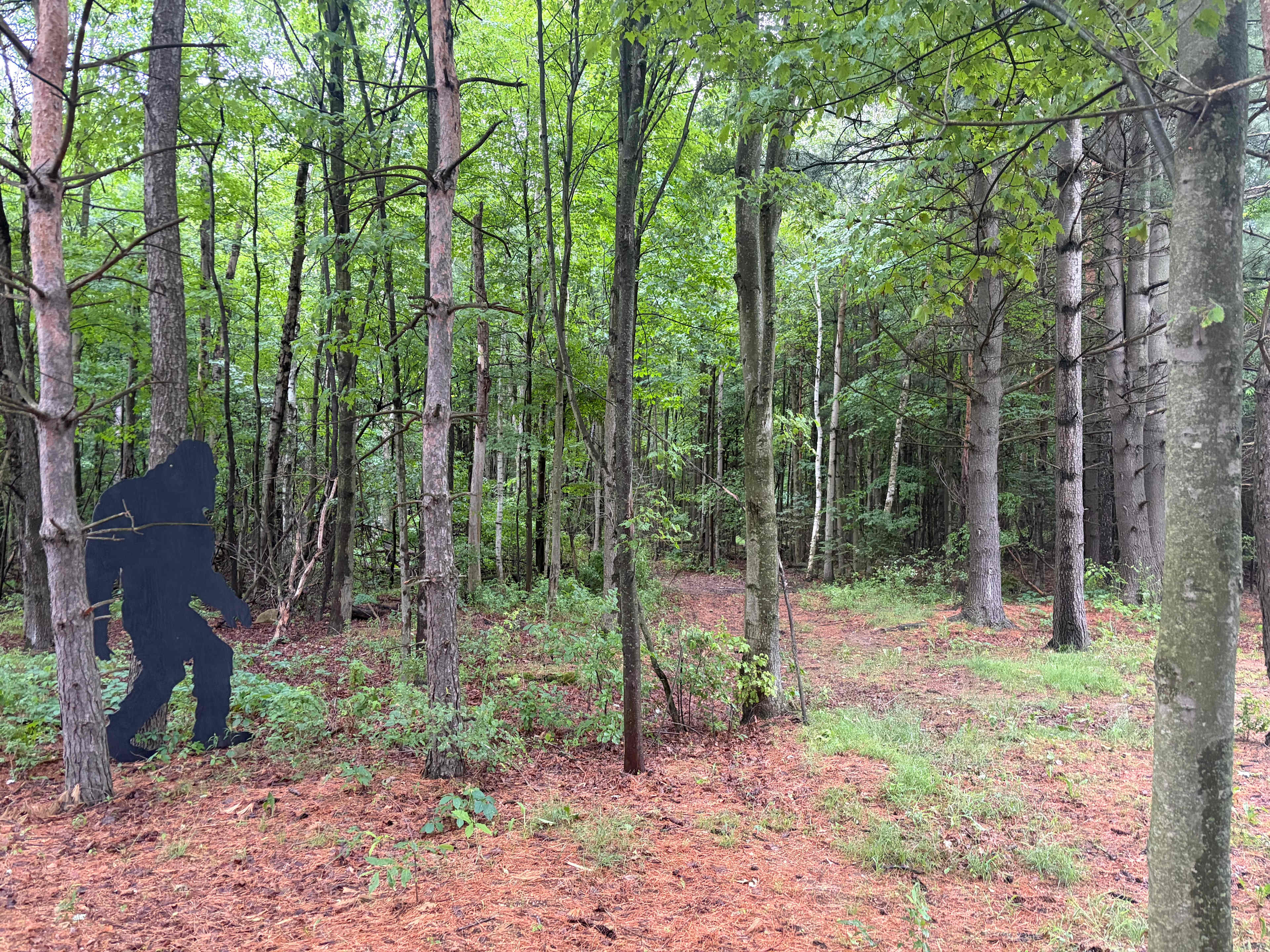 Trails in the forest 