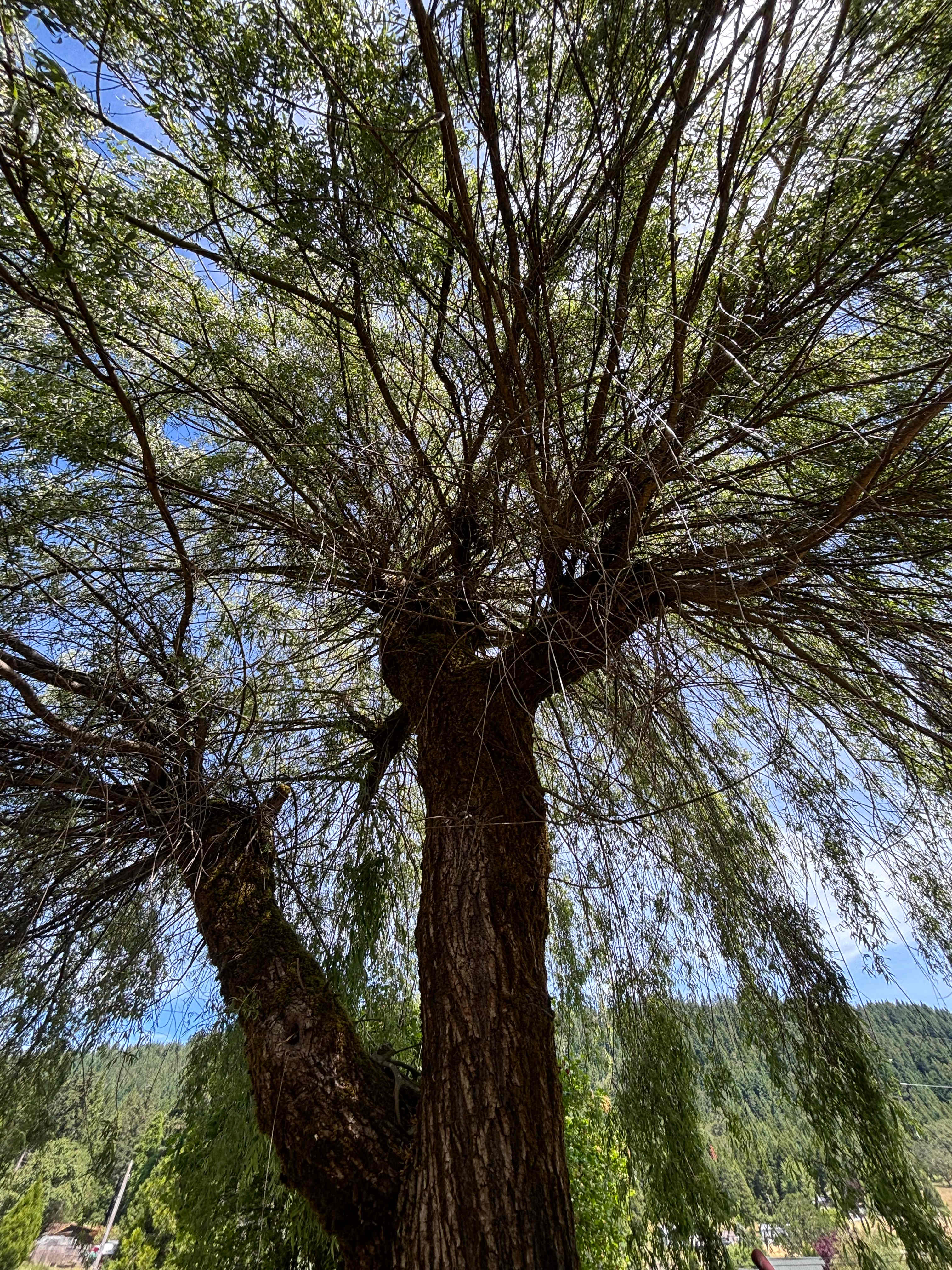 Gorgeous trees! 