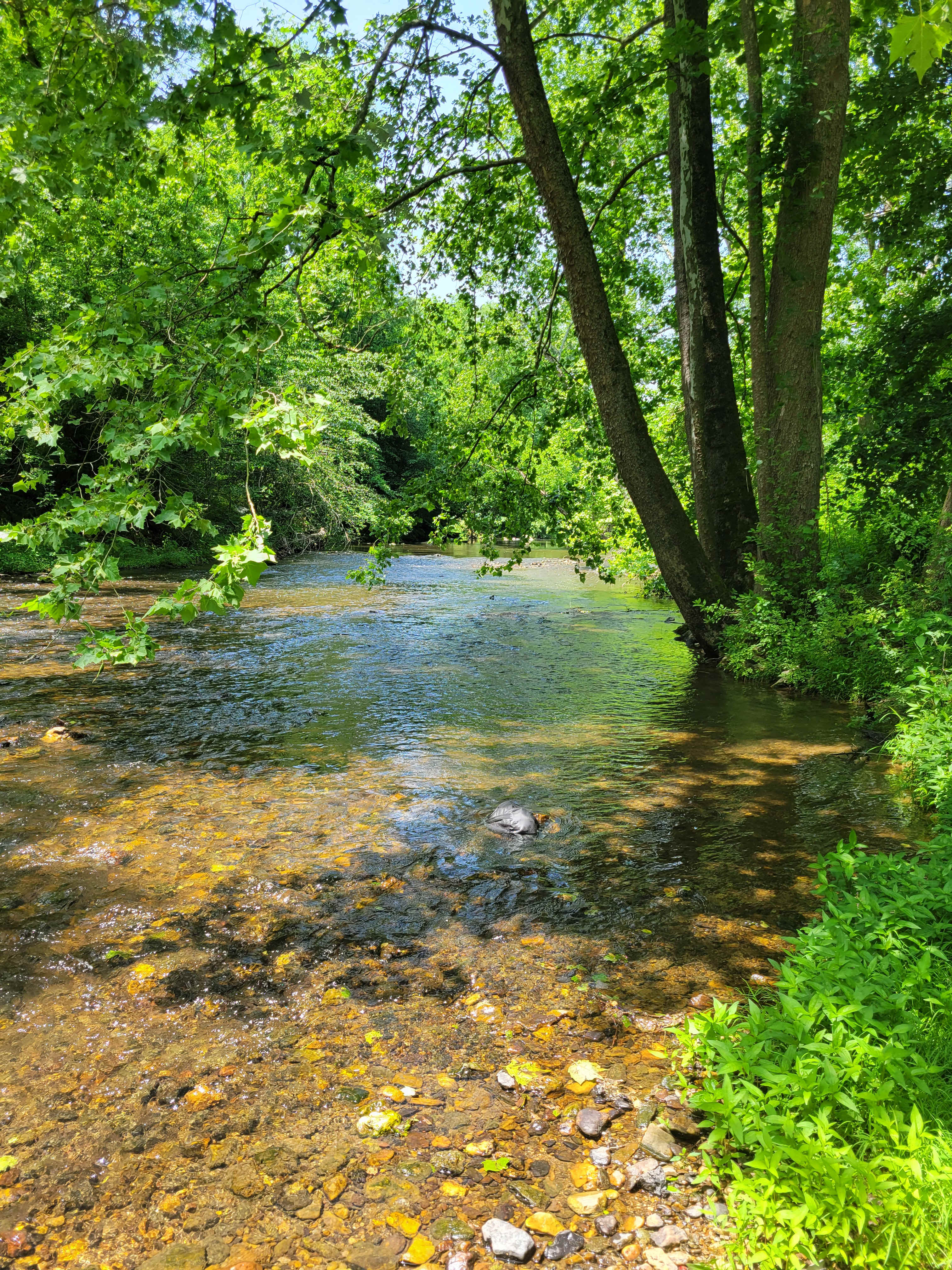 The river.