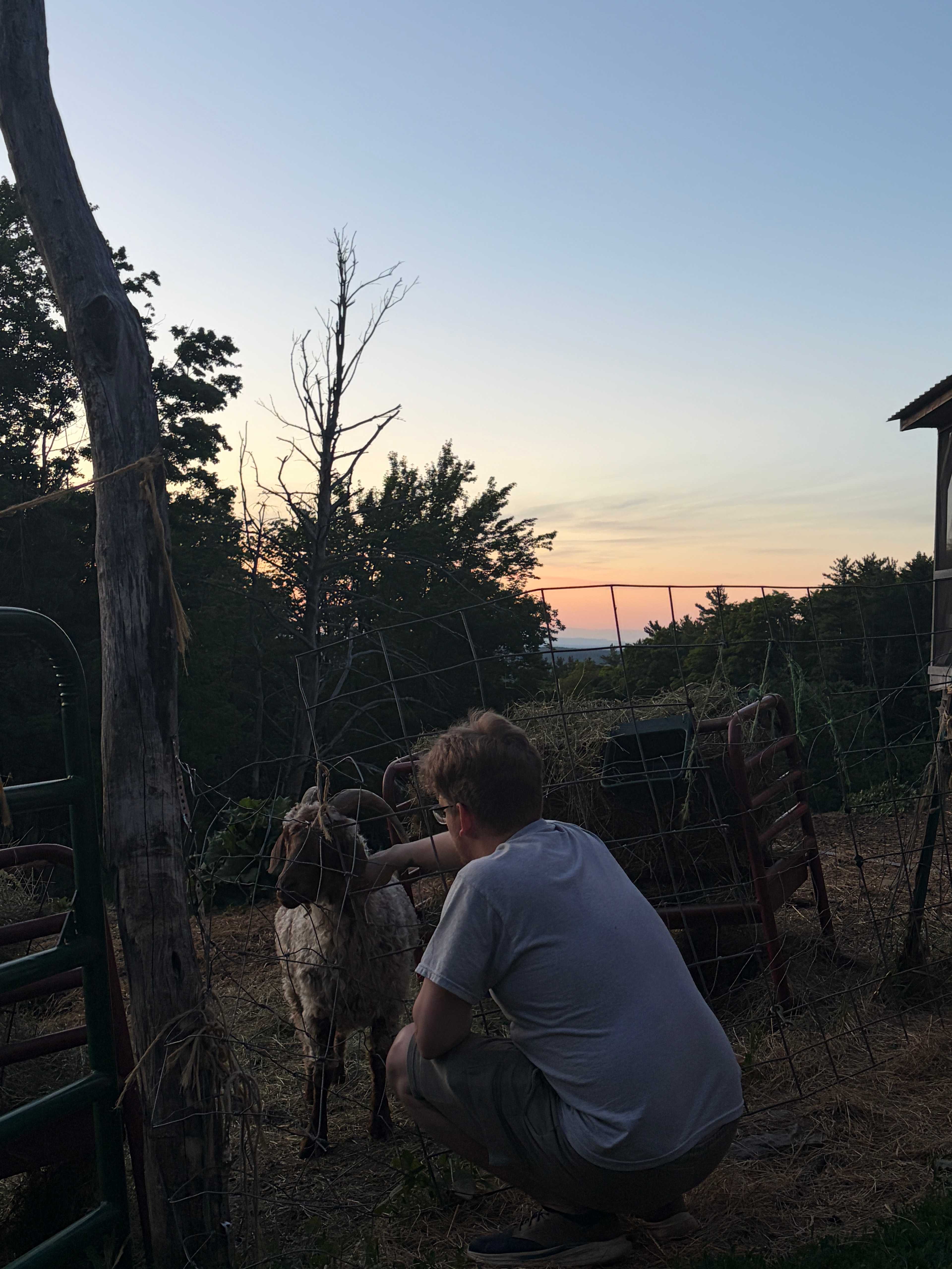 Magic Forest Farm