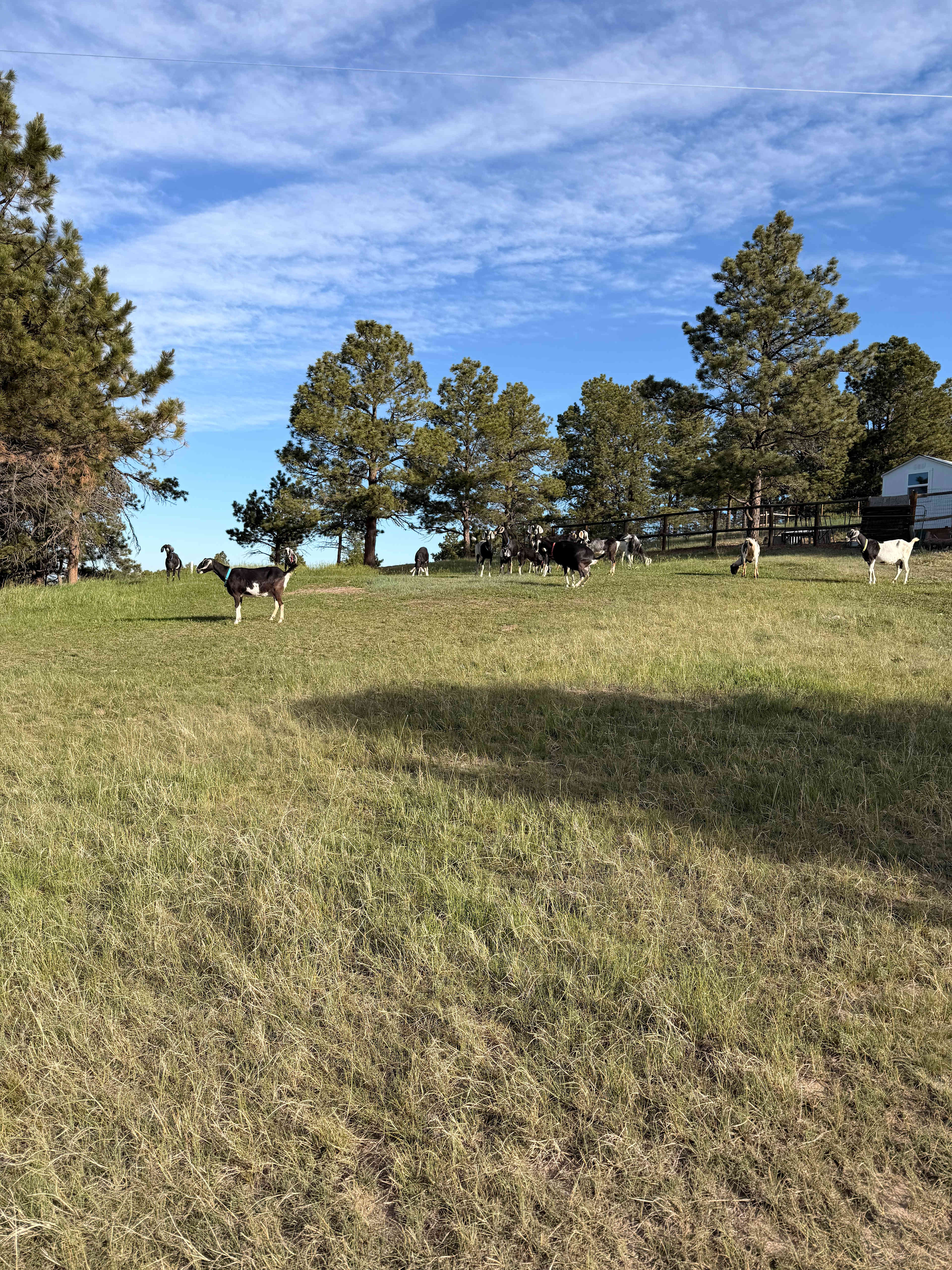 Falkor Ranch