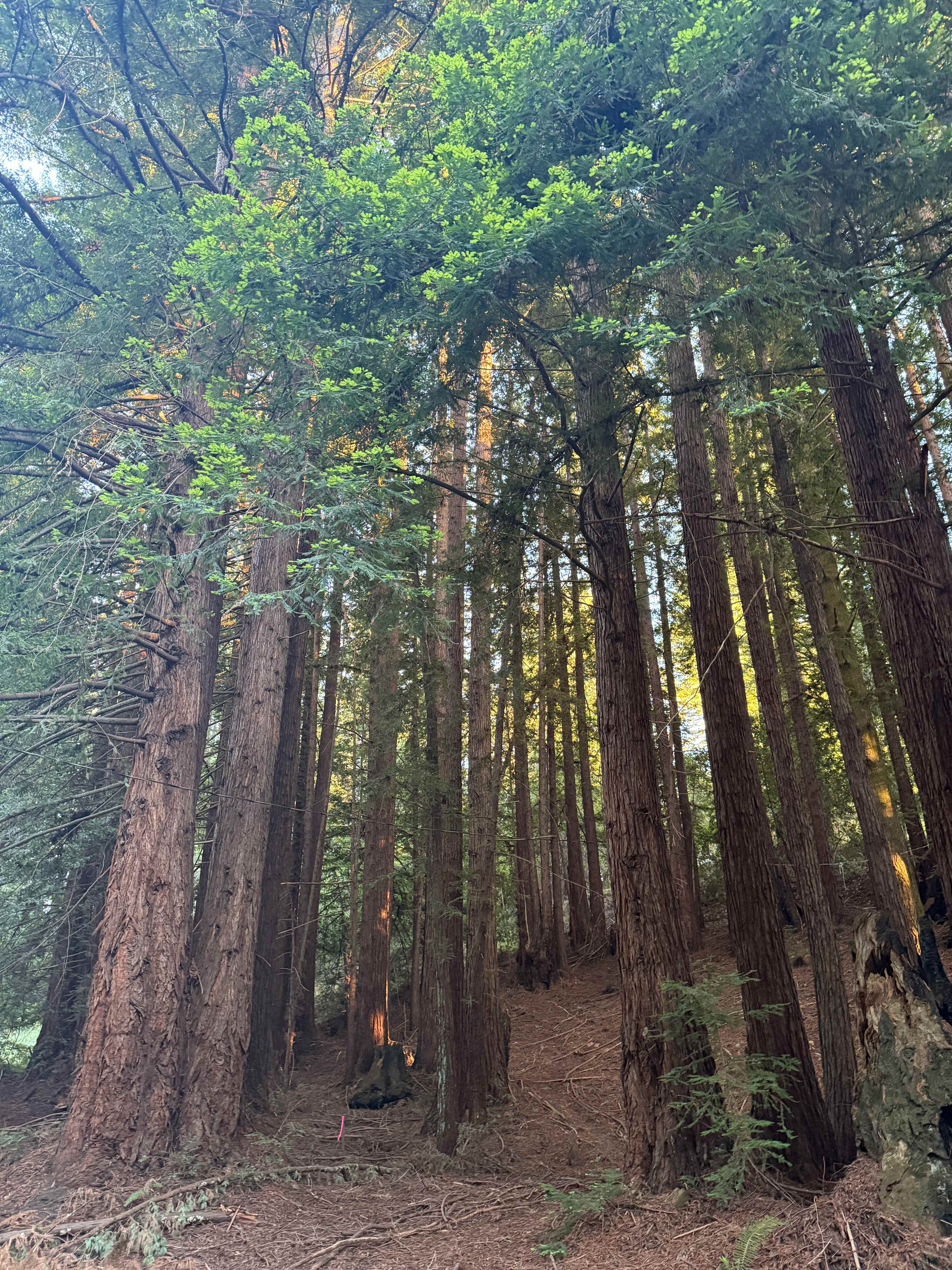Yurt In The Redwoods