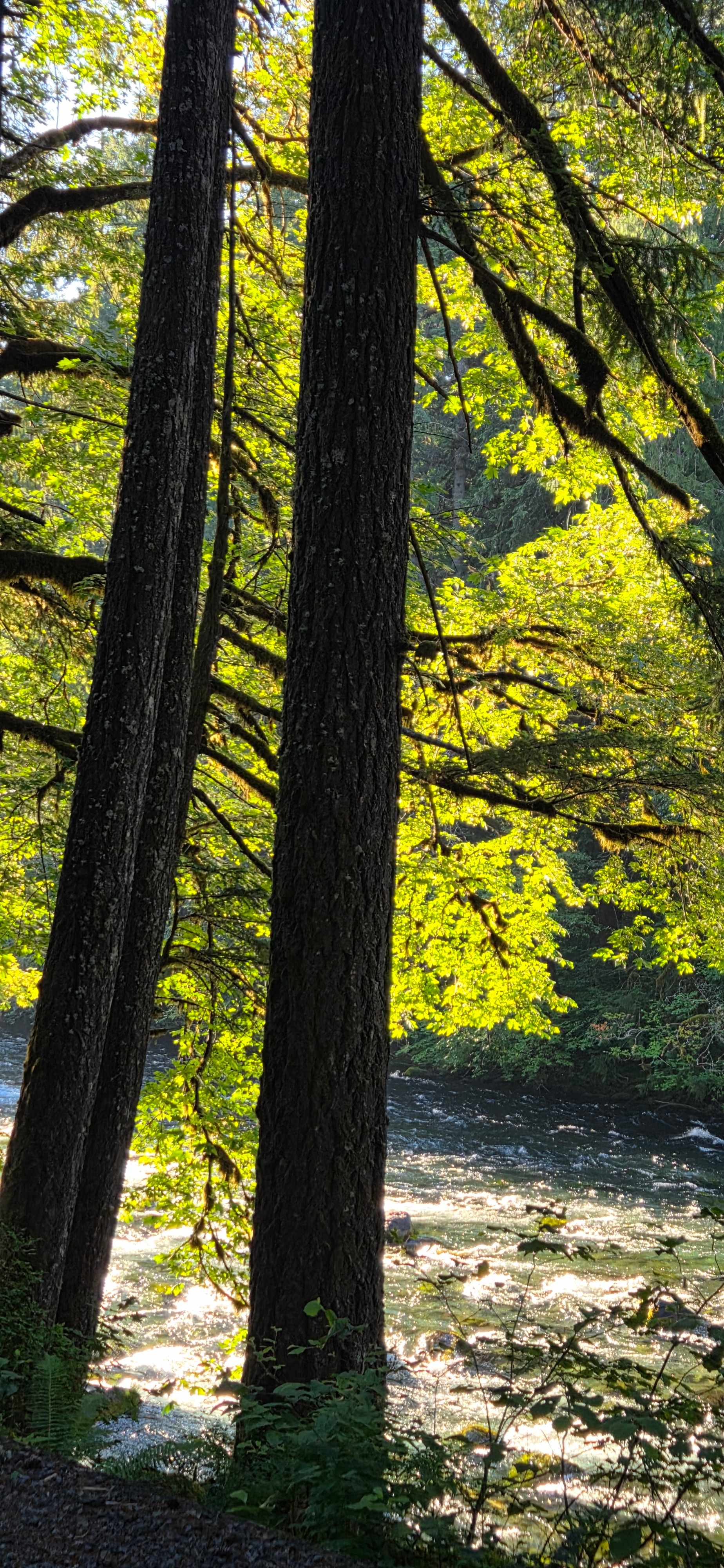 Upriver Paradise "Private Retreat"