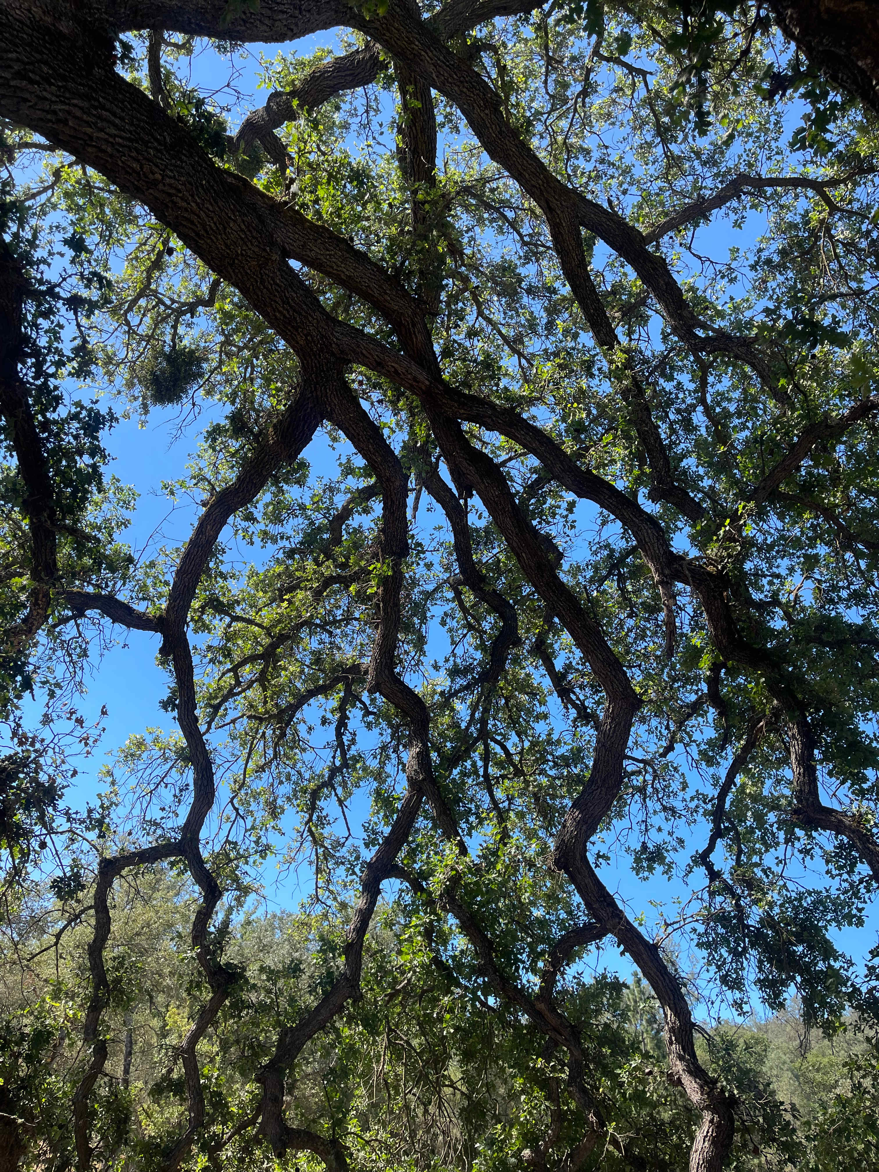 Cosumnes River Ranch