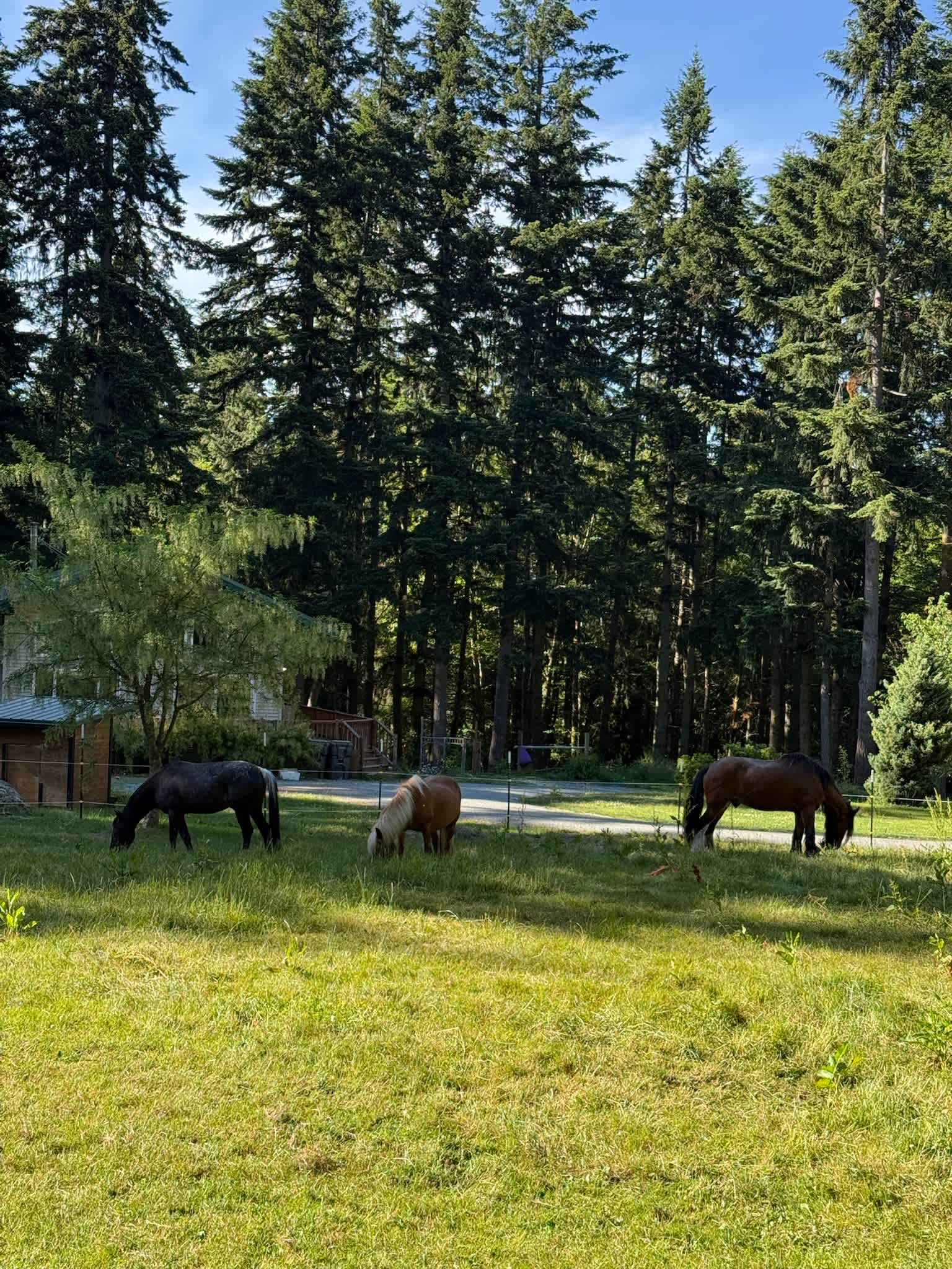 Wild Hearts on Whidbey
