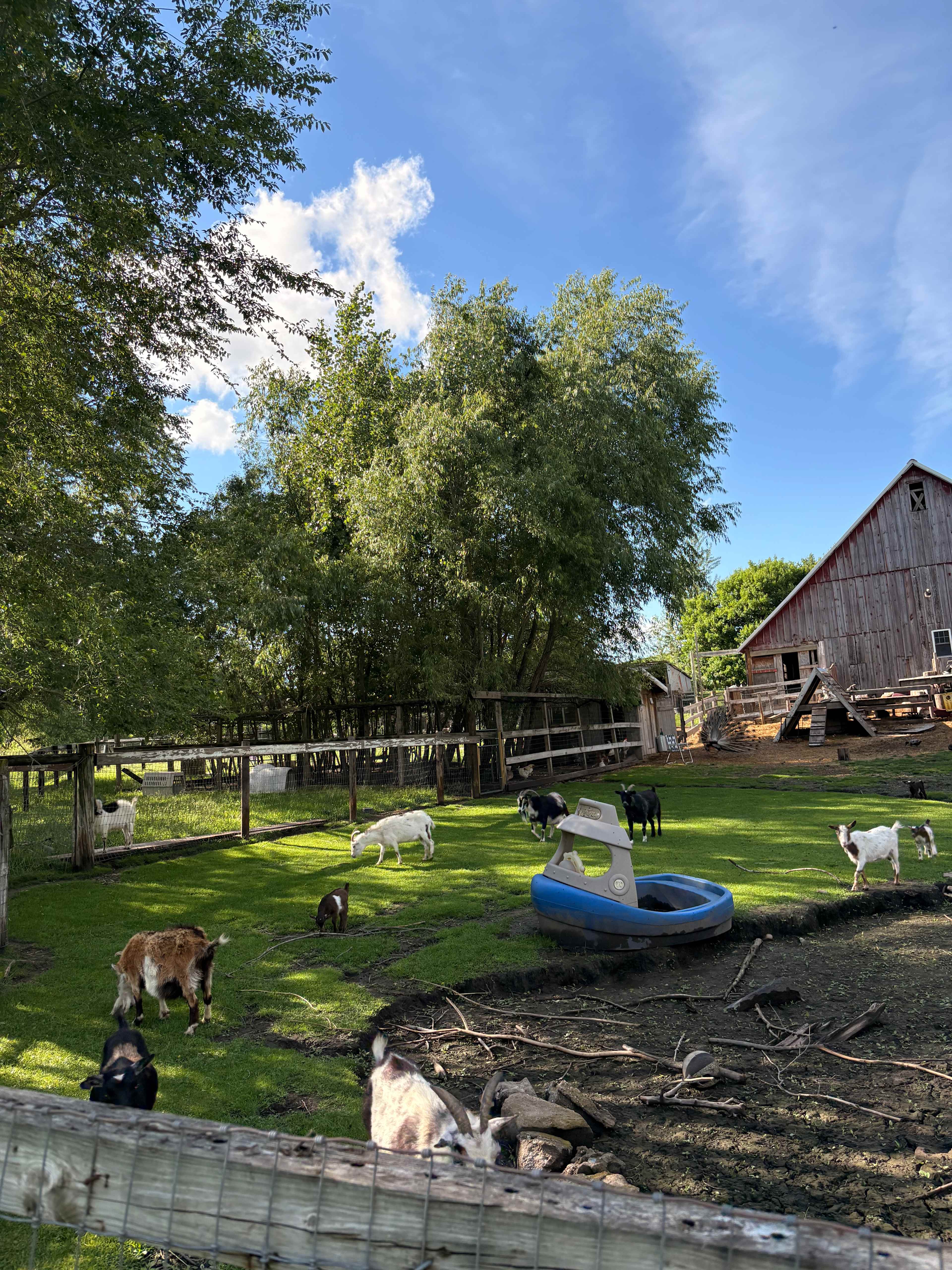 Windy Goat Acres