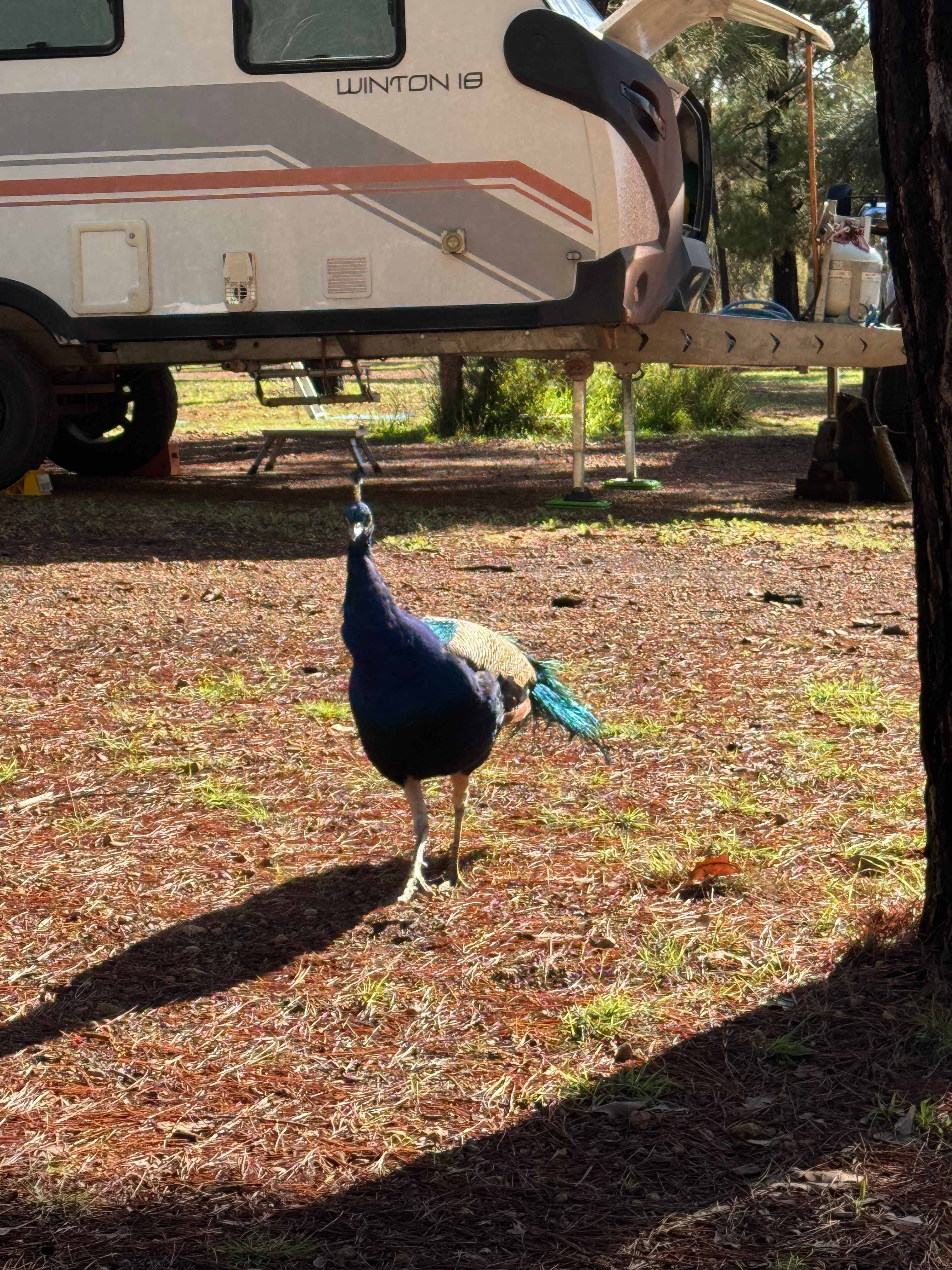 Stunning friendly peacocks 