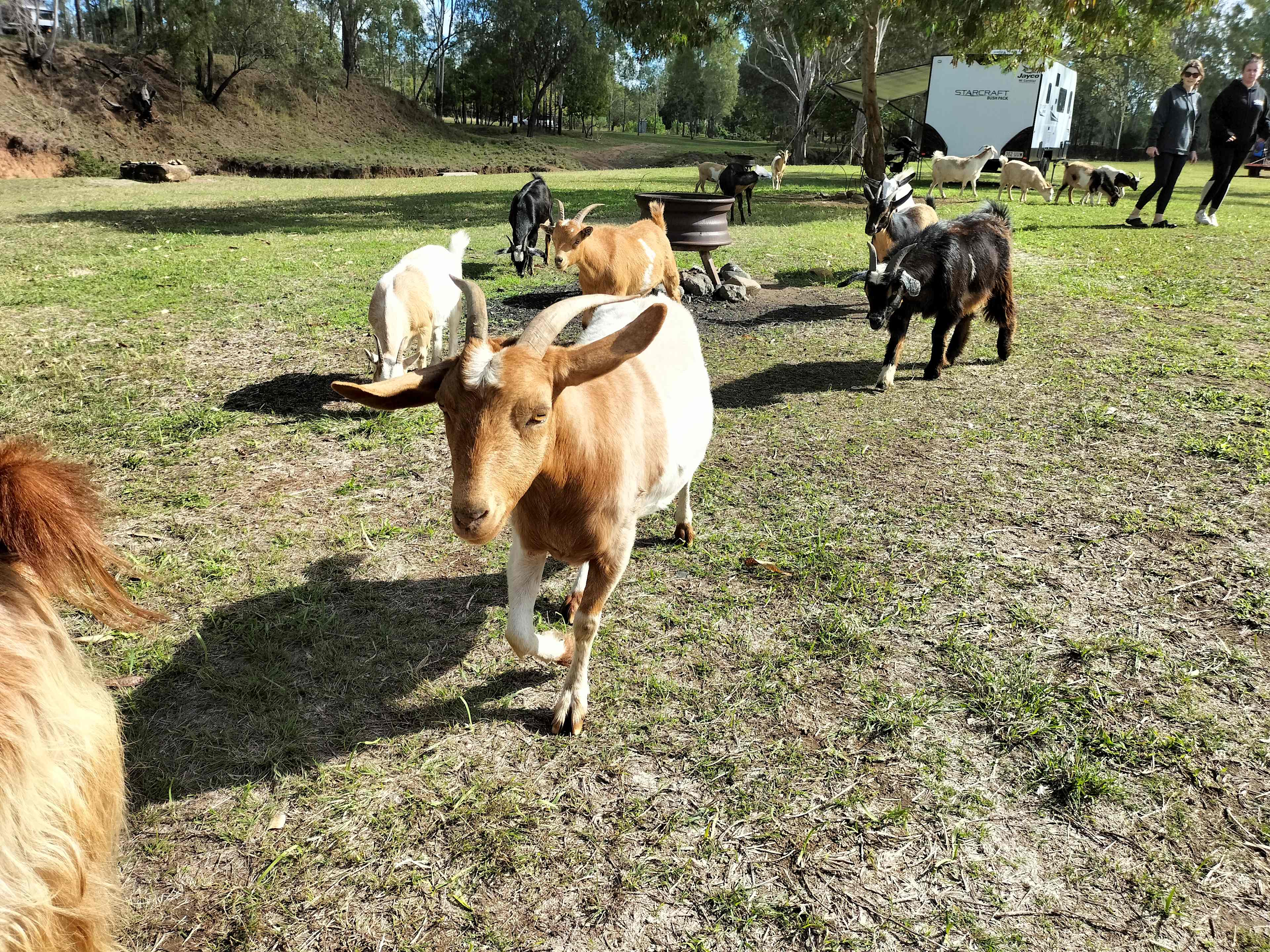 Rocky Creek Homestead