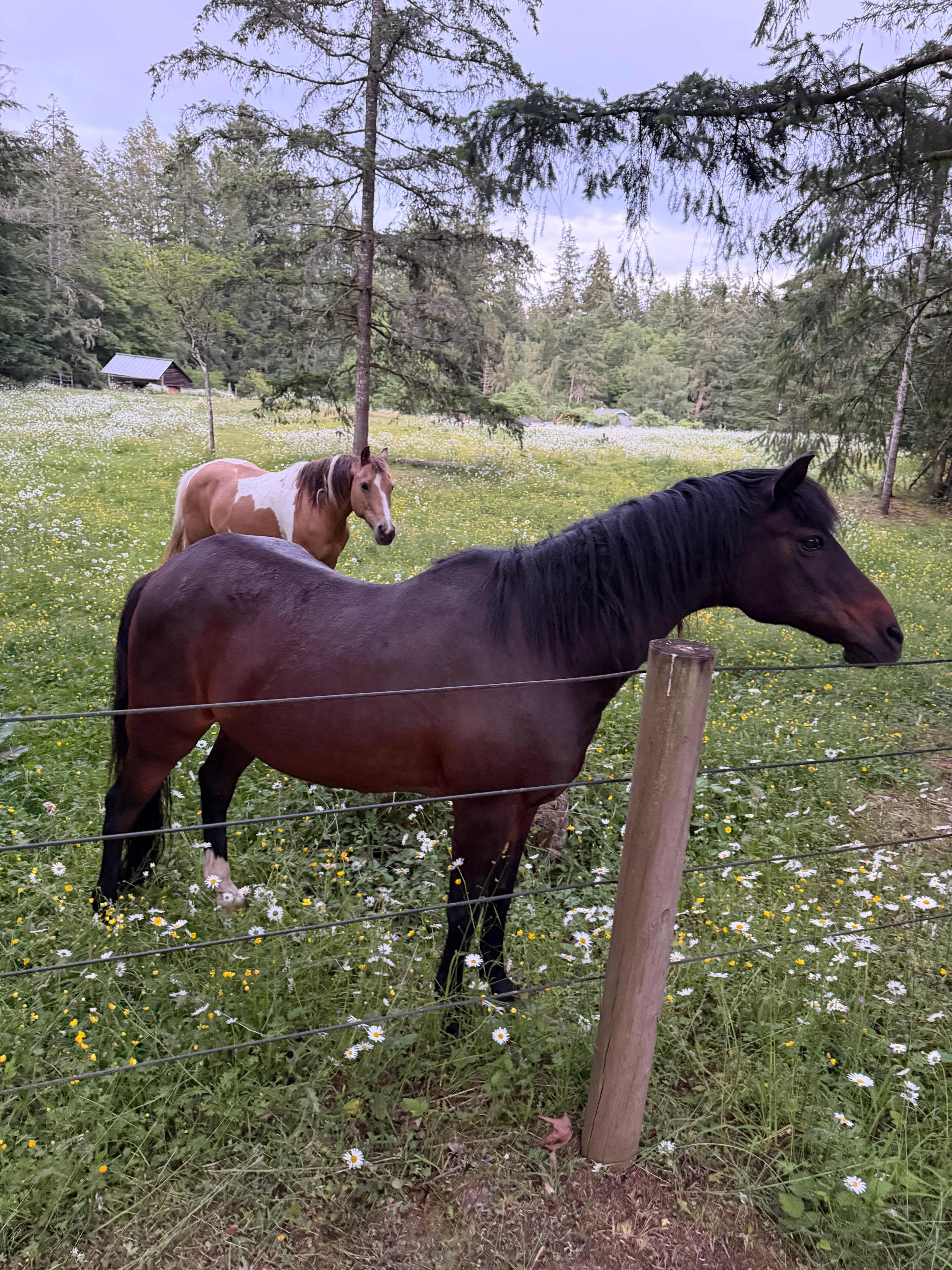 Glencove pasture and forest trails