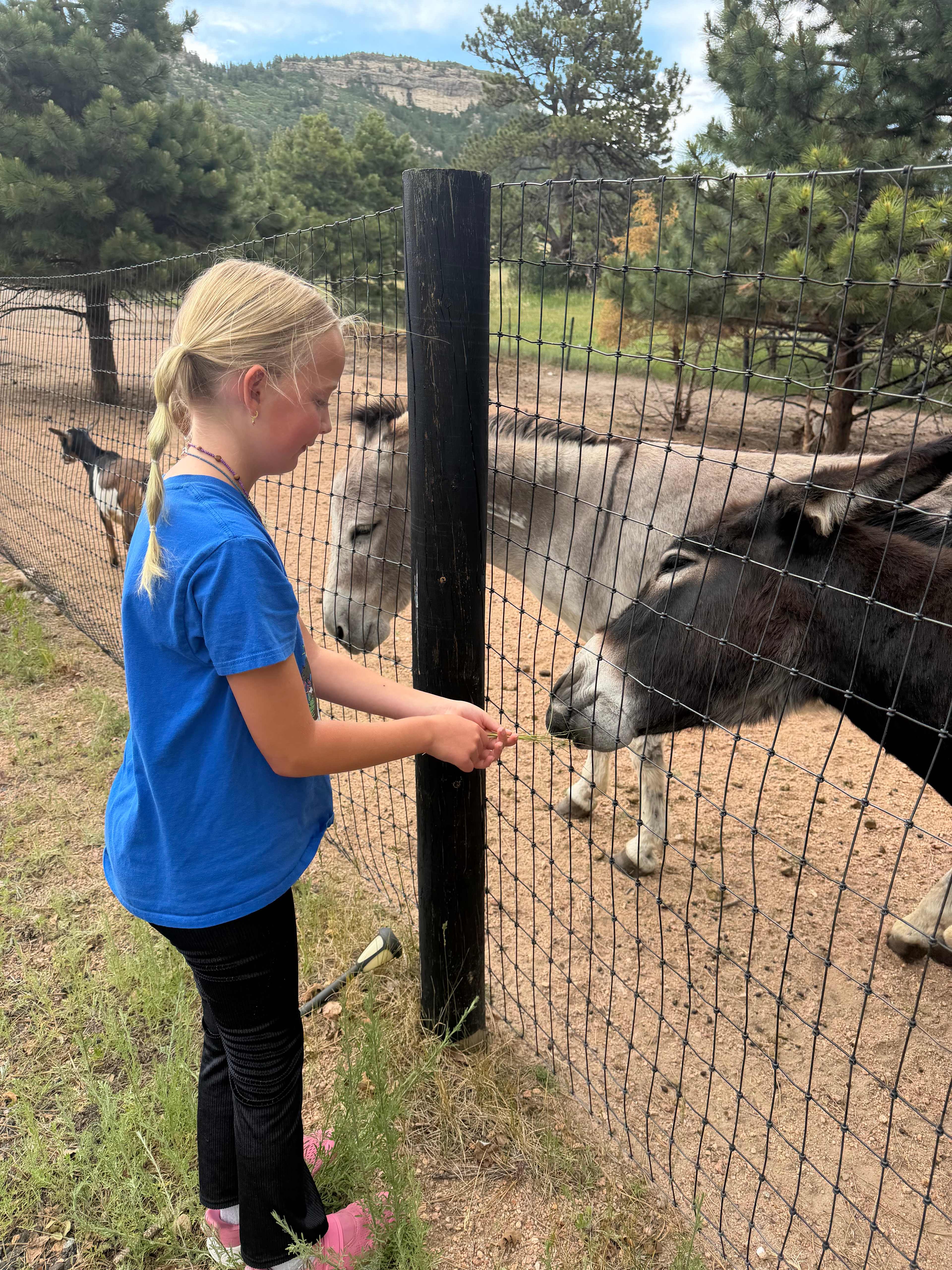 Standiford Goat and Equine Ranch